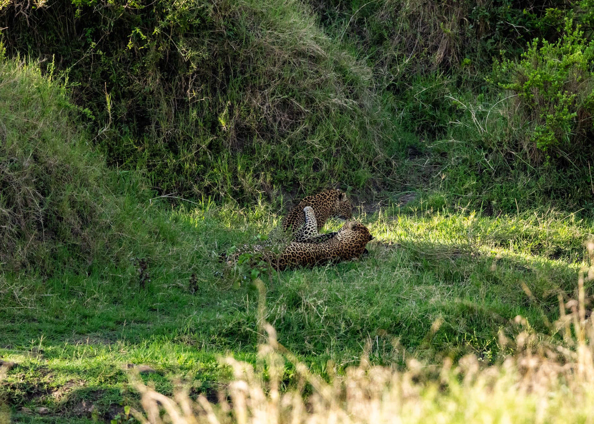 F 8, 1/2500, ISO 3200 | Robert Sayialel
