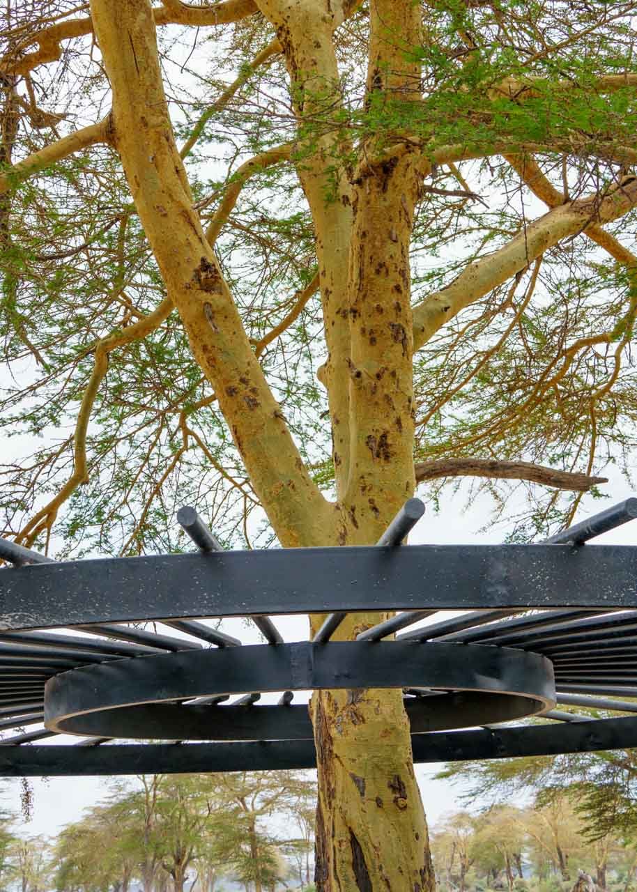 The Fever trees are everywhere — including in the actual buildings 
