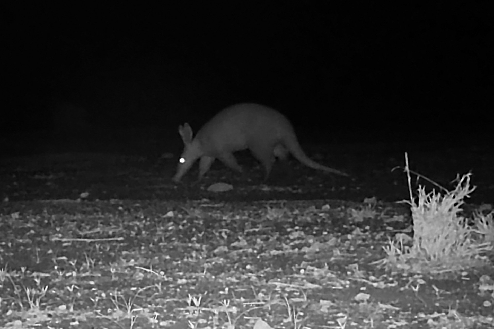 F 2.4, 1/100, ISO 800 | Trail Camera