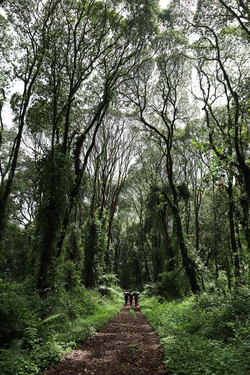 The porters dwarfed by the towering trees of the rainforest 