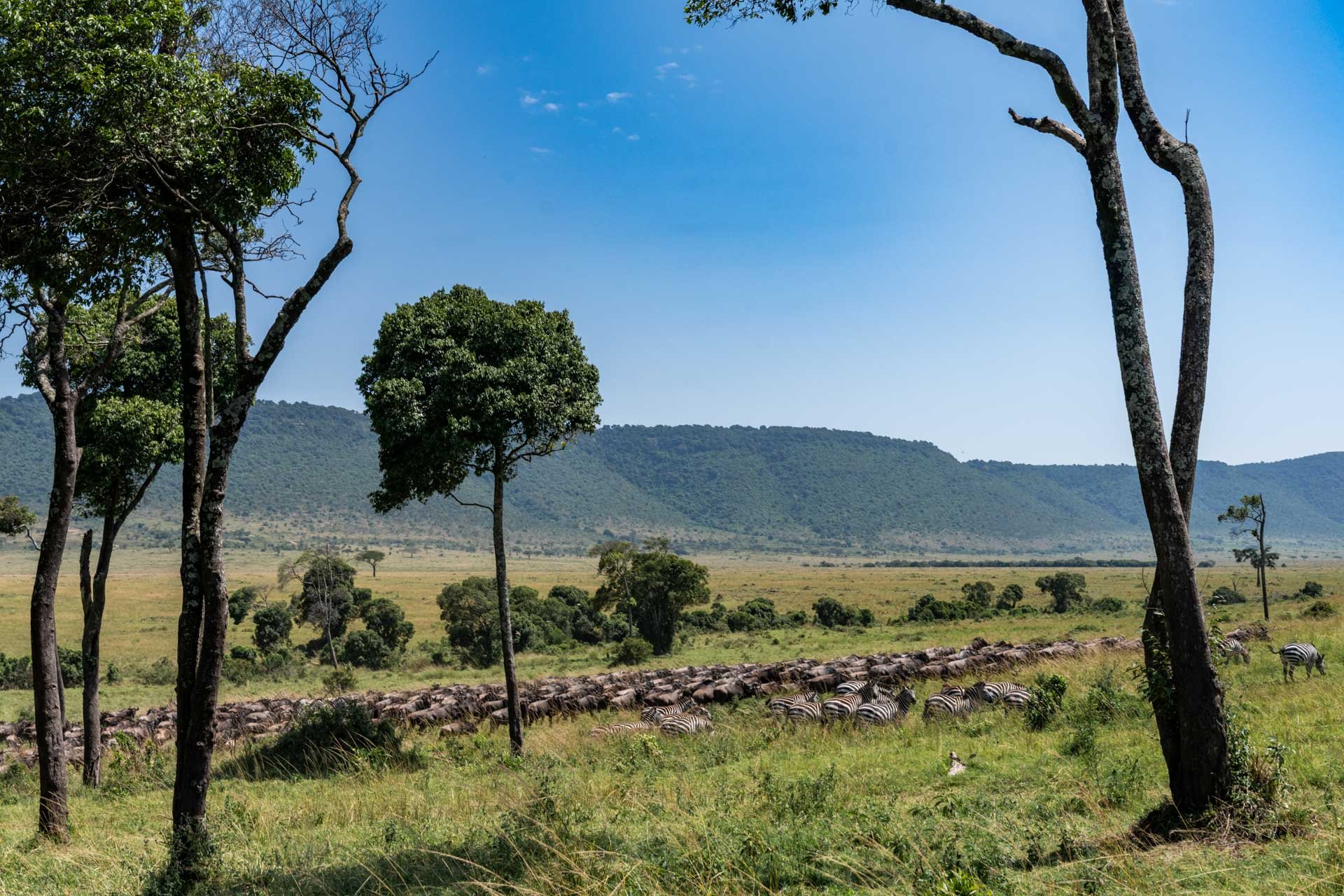 Lucky enough to see the last few stragglers of the Migration