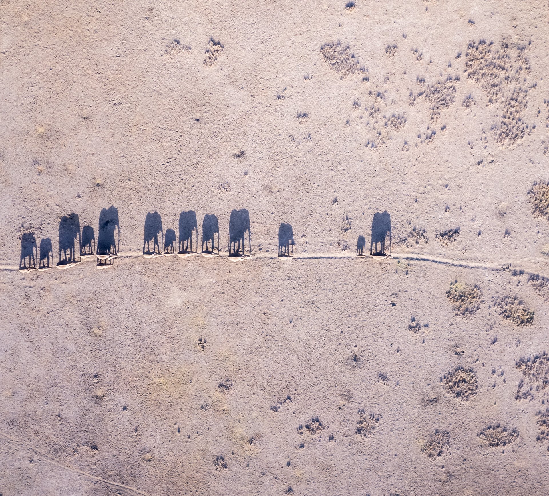 Above: Guided by memory, elephants walk ancient paths