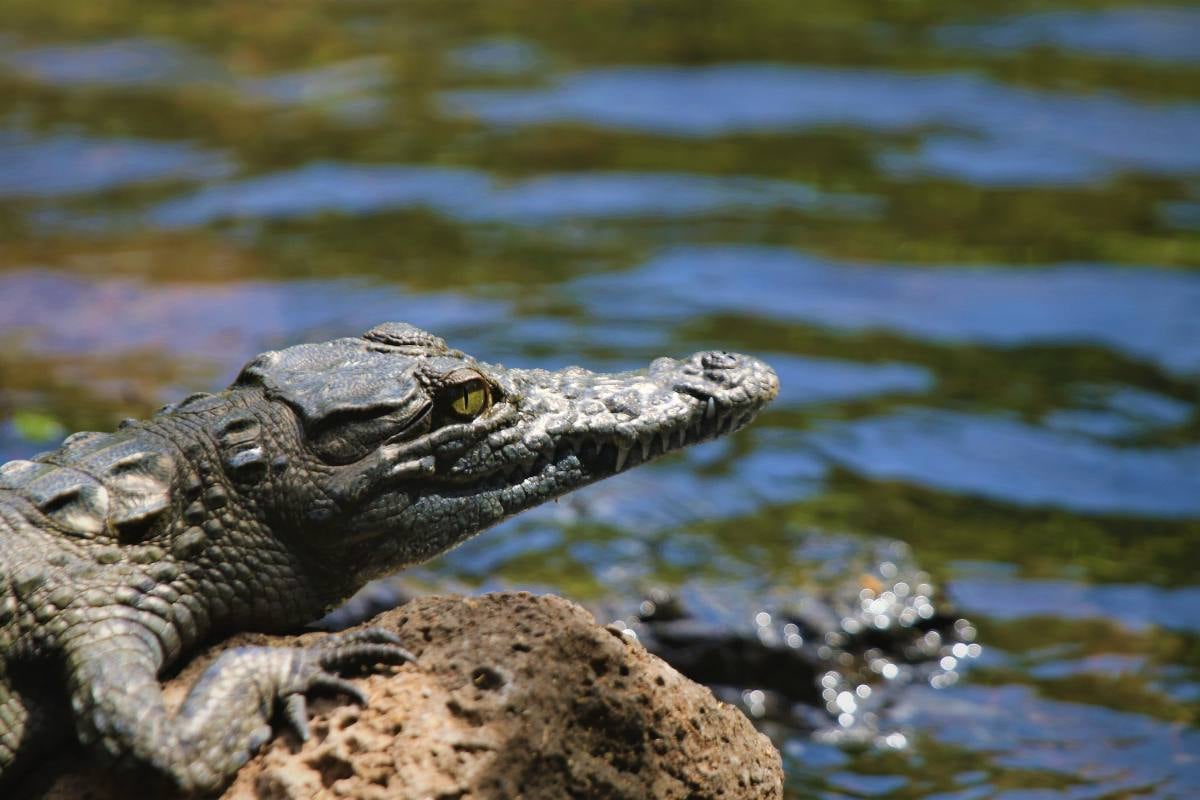 Home to Nile crocodiles 