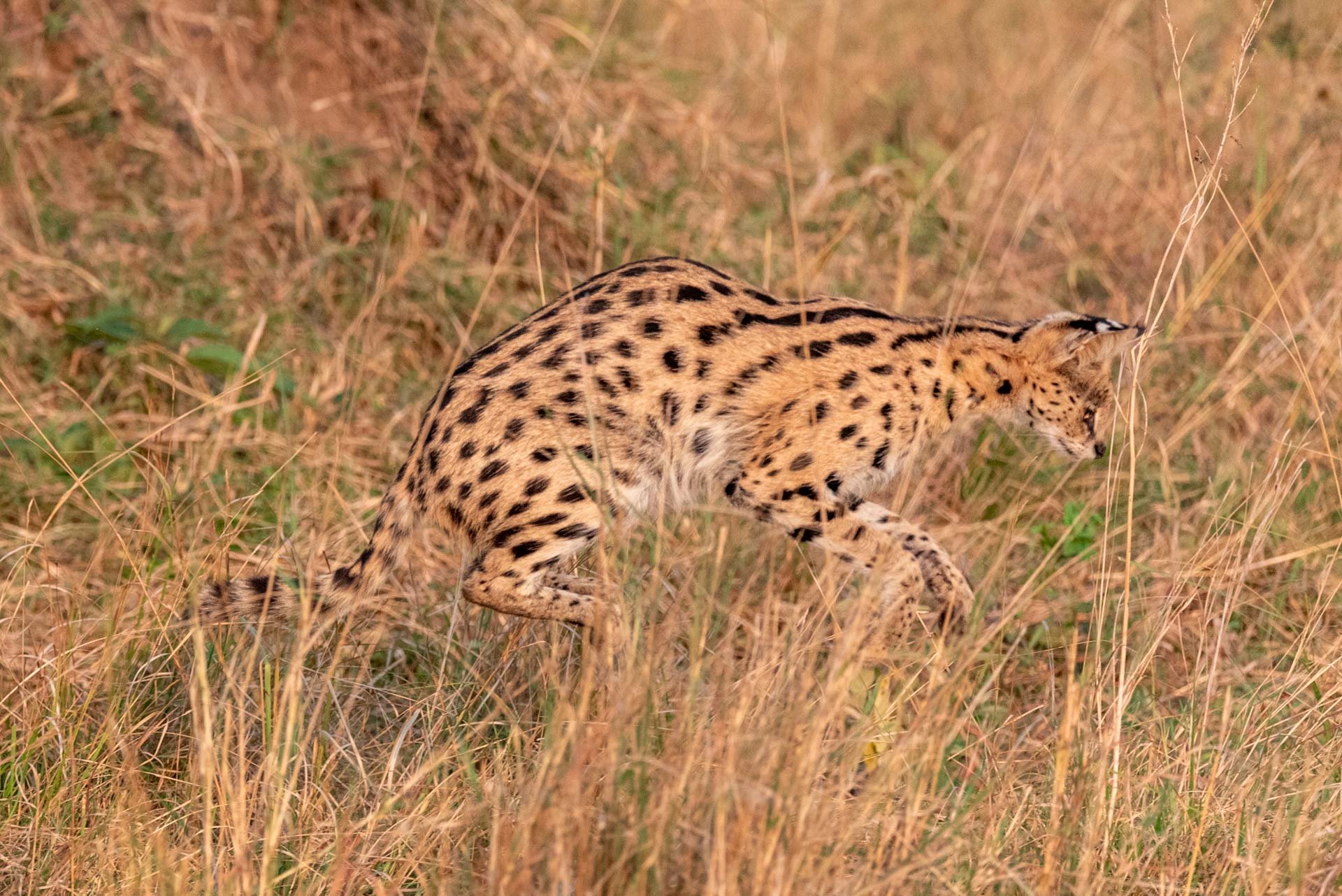 F 6.3, 1/2000, ISO 1600 | Guide Wilson Naitoi
