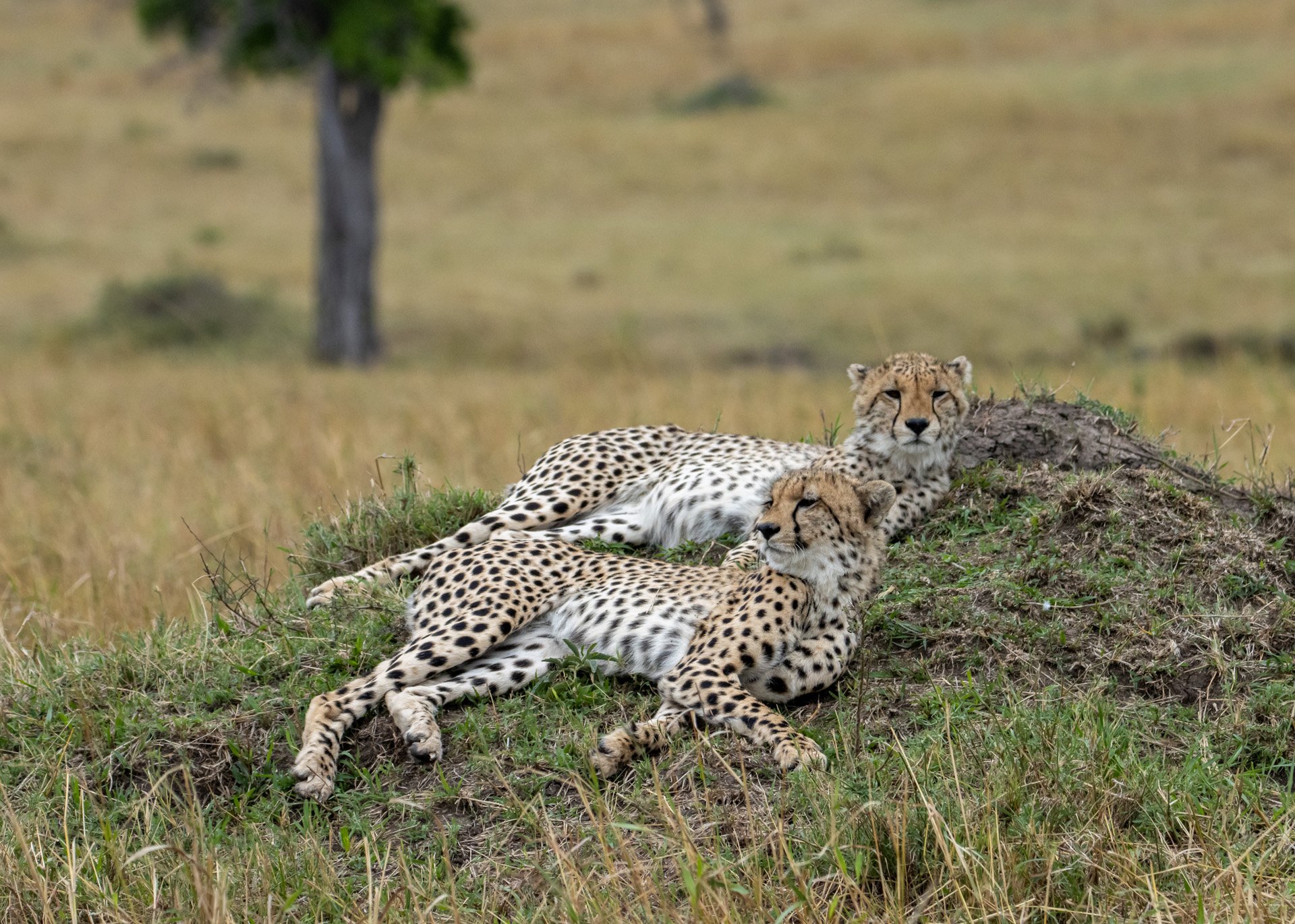 F 6.3, 1/3200, ISO 1000 | Robert Kiprotich