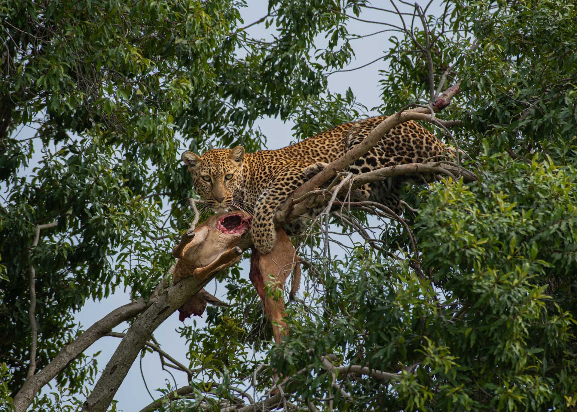 F8.0, 1/640, ISO640 | Guide Jeremy Macharia 