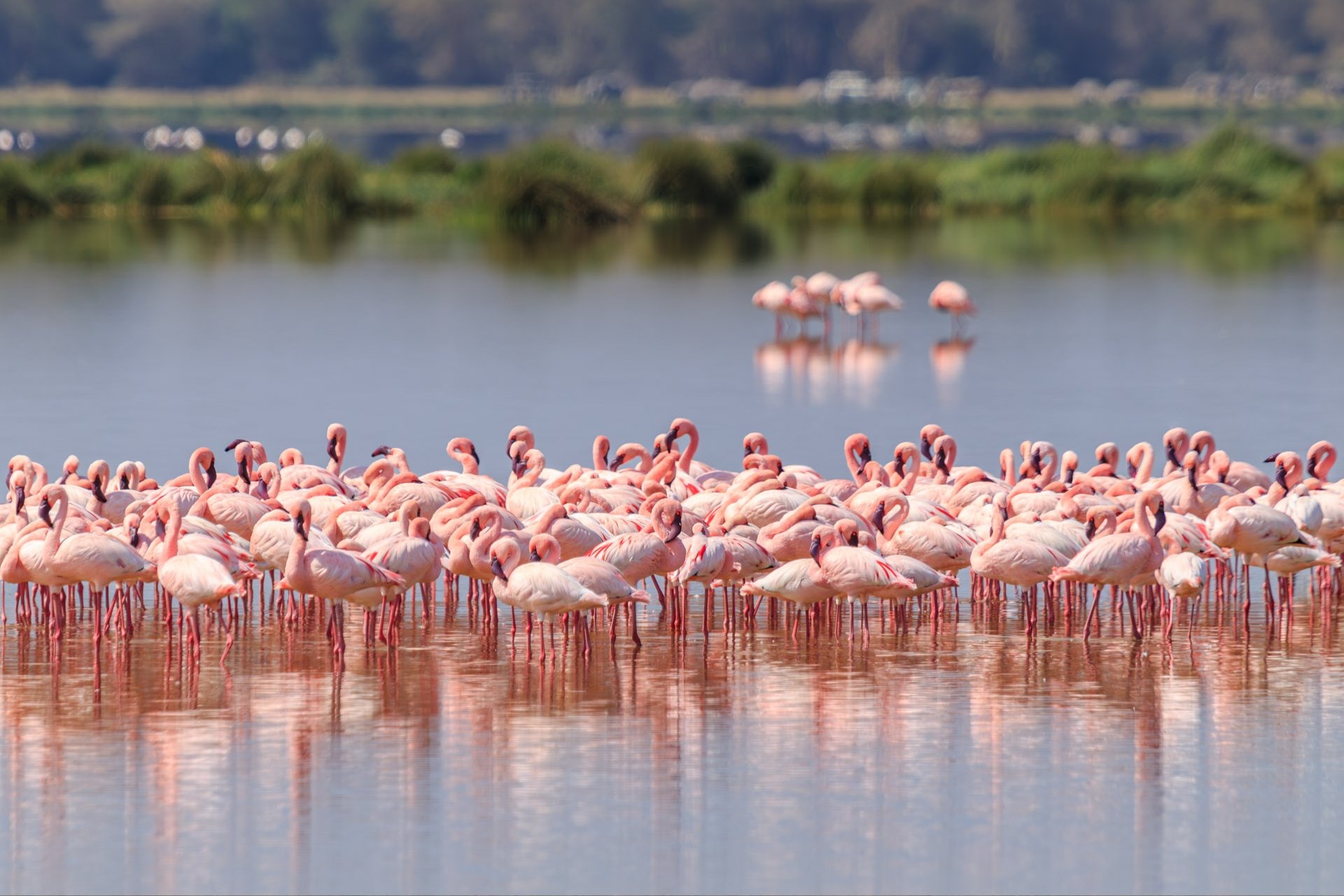 Lesser and greater flamingos flock here to the  alkaline Lake Amboseli