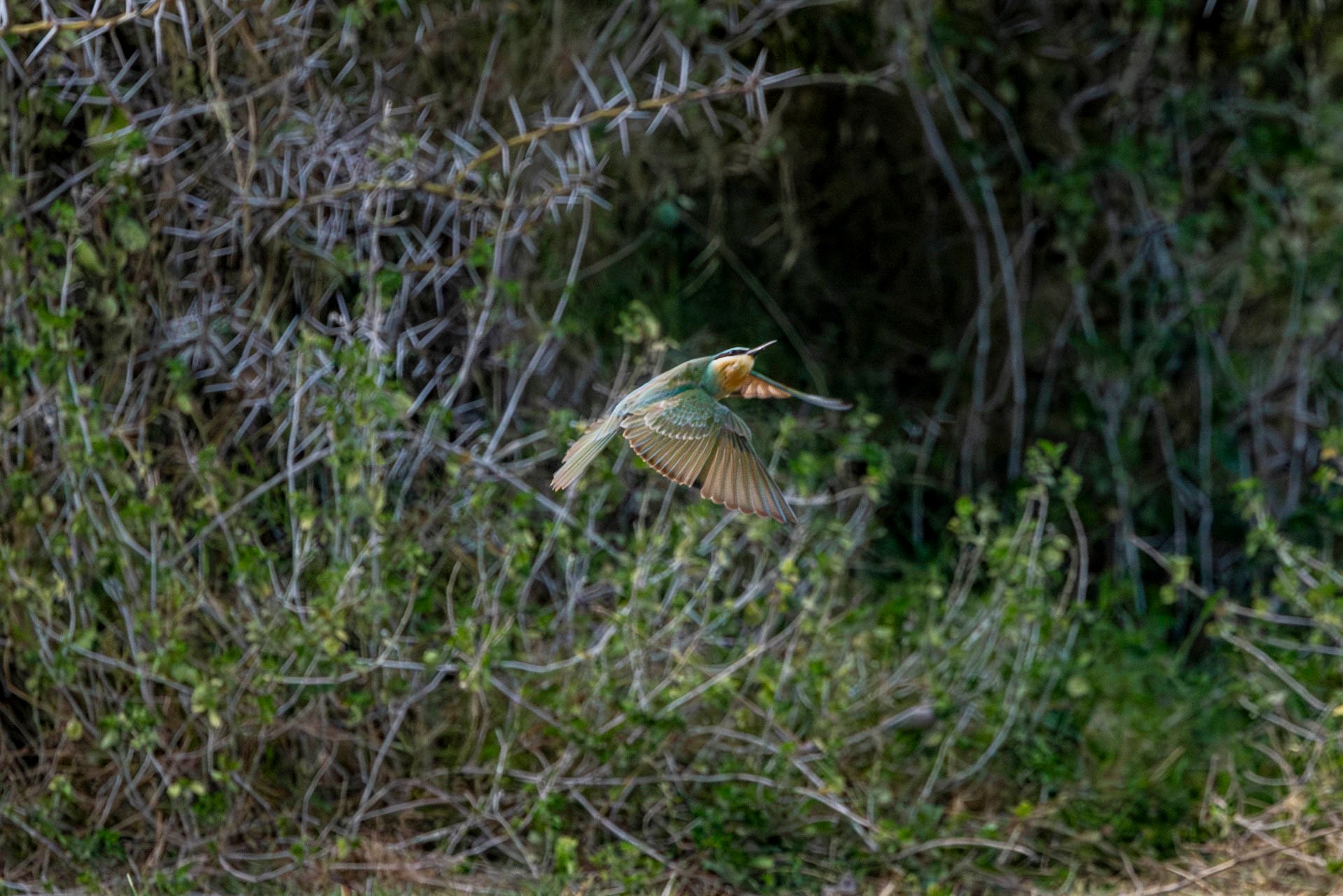 F 8, 1/4000, ISO 500 |  Robert Sayialel 