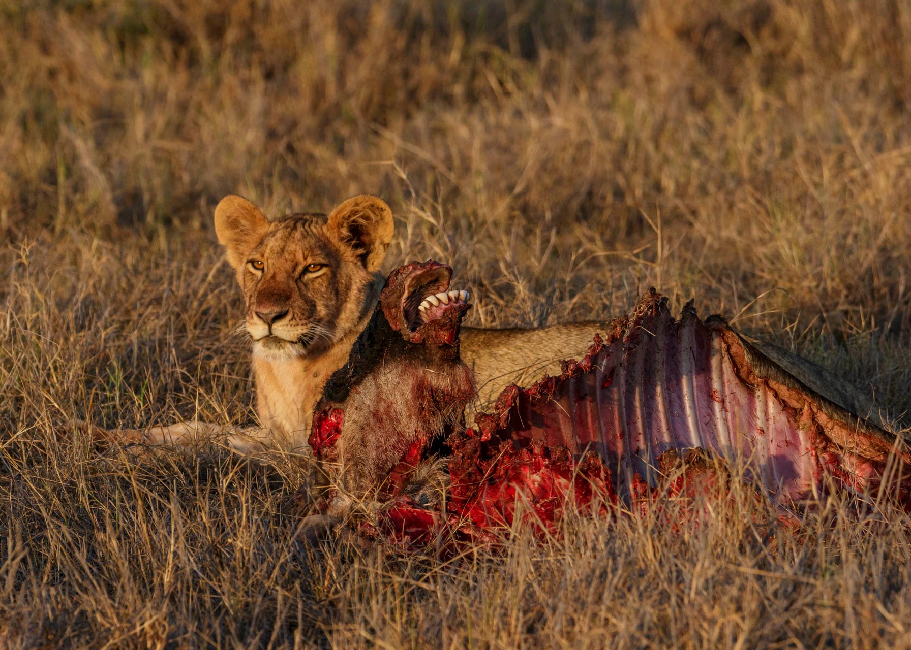 F8.0, 1/1000, ISO1000 | Guide Alice Mantaine 