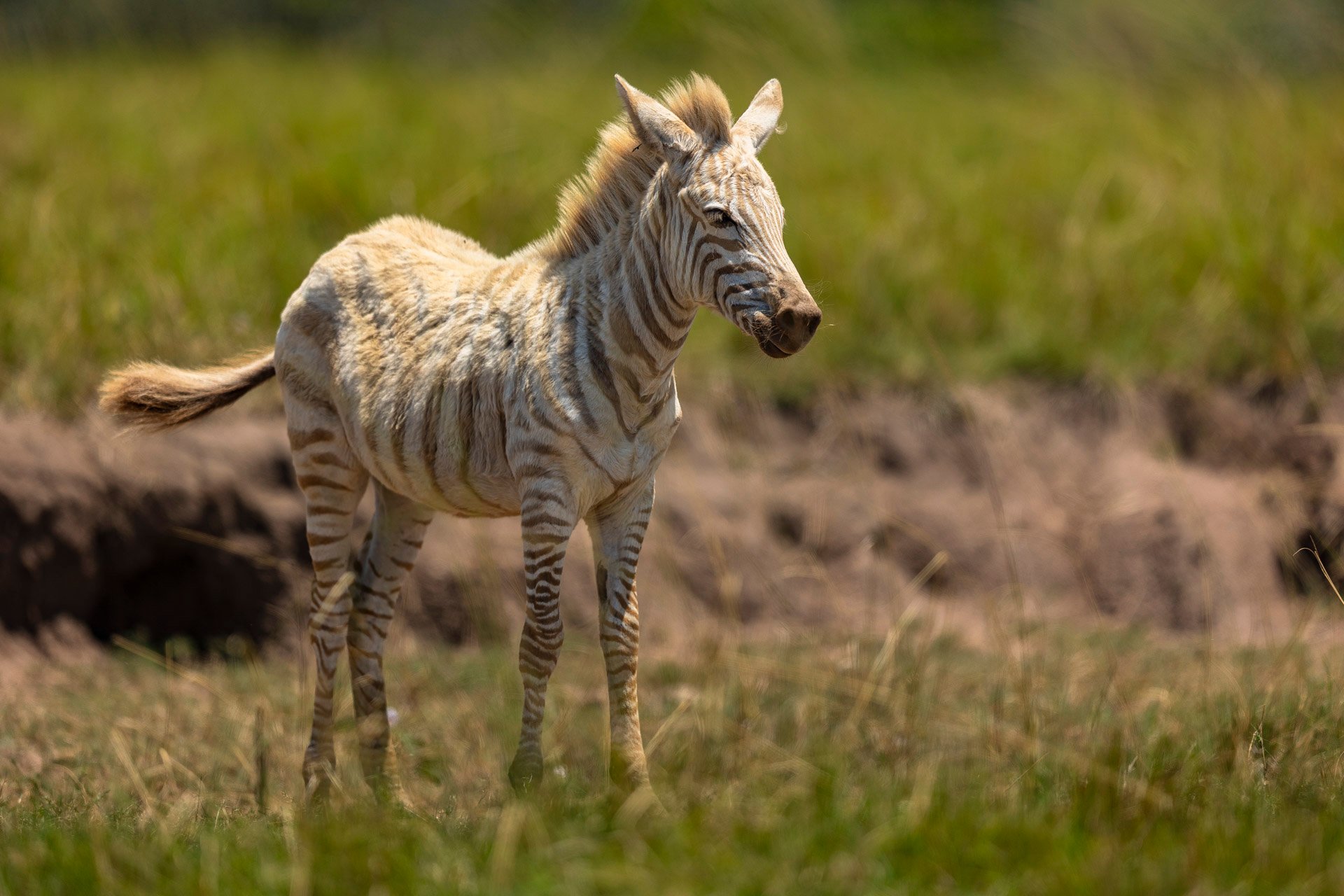 This foal shows signs of leucism, a condition that reduces pigmentation without affecting eye colour
