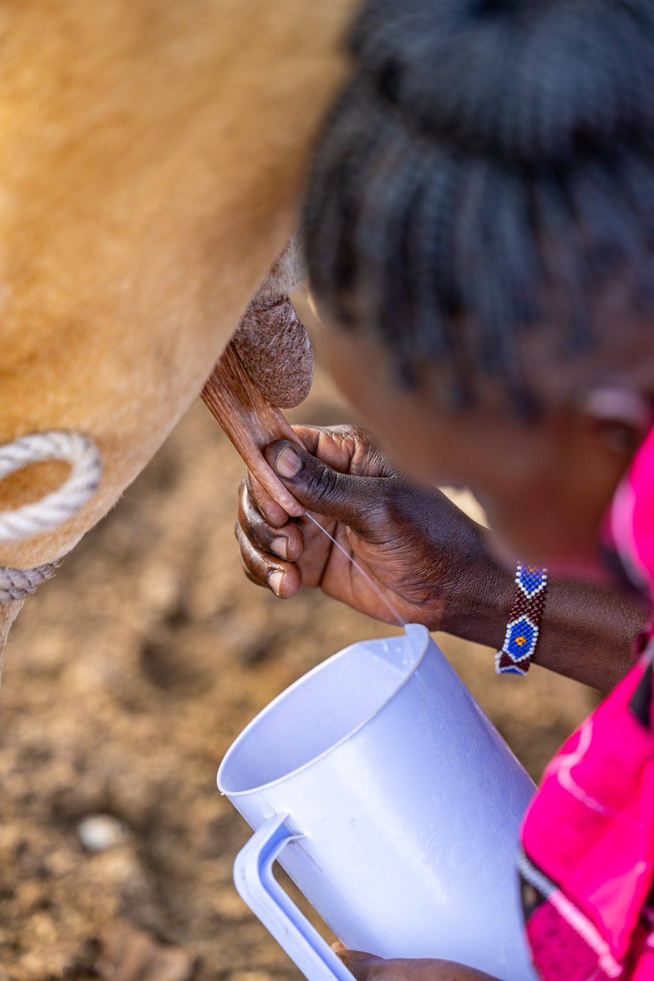 ...but they own the milk produced by the cows and do the milking