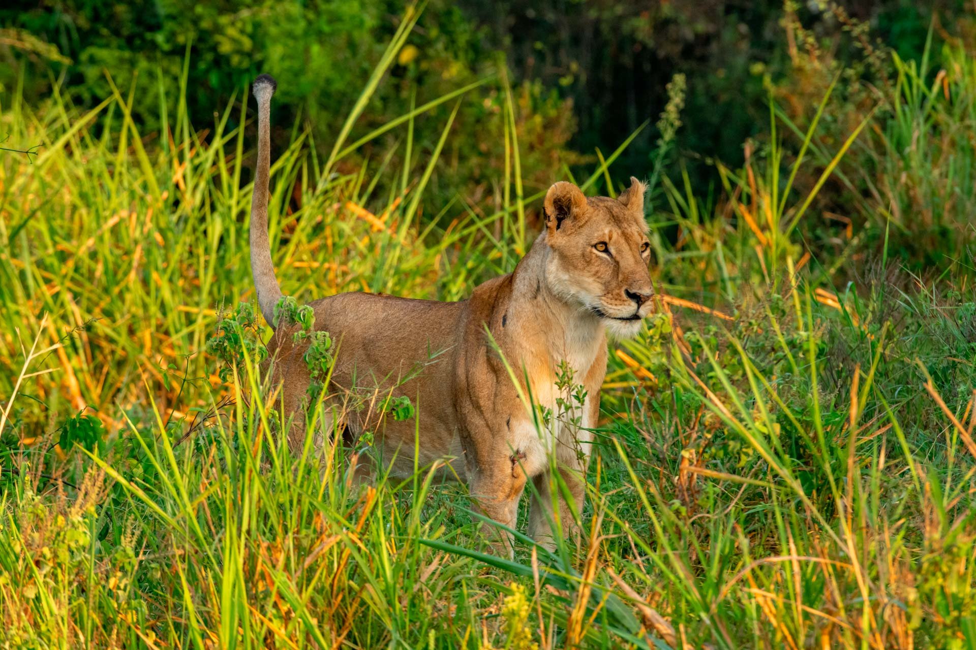 F 8.0, 1/400, ISO 1000 | Guide Jeremy Macharia 