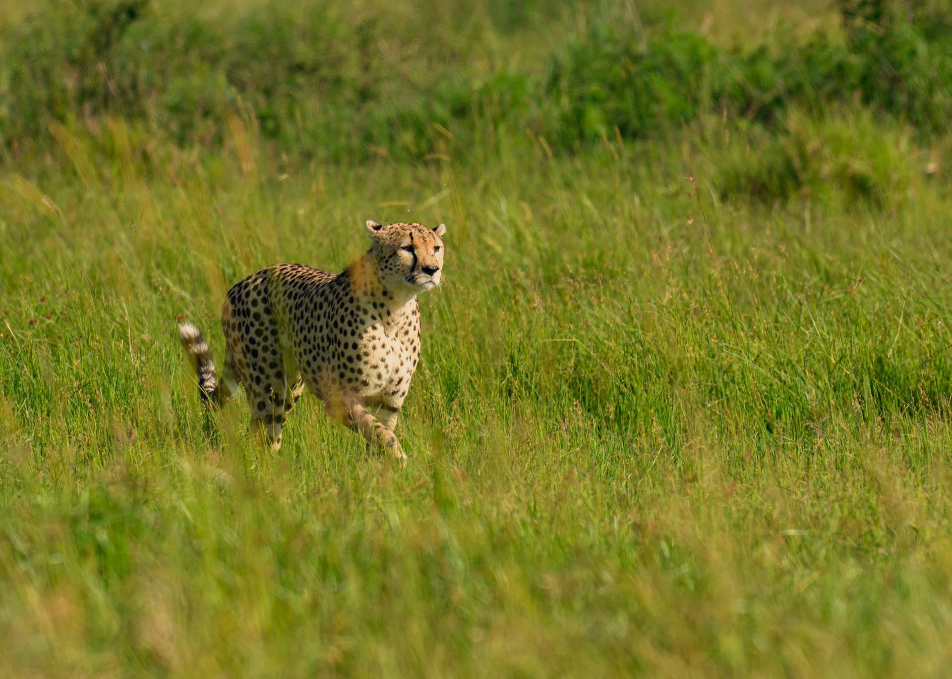 F8.0, 1/1000, ISO320 | Arnold Omondi 