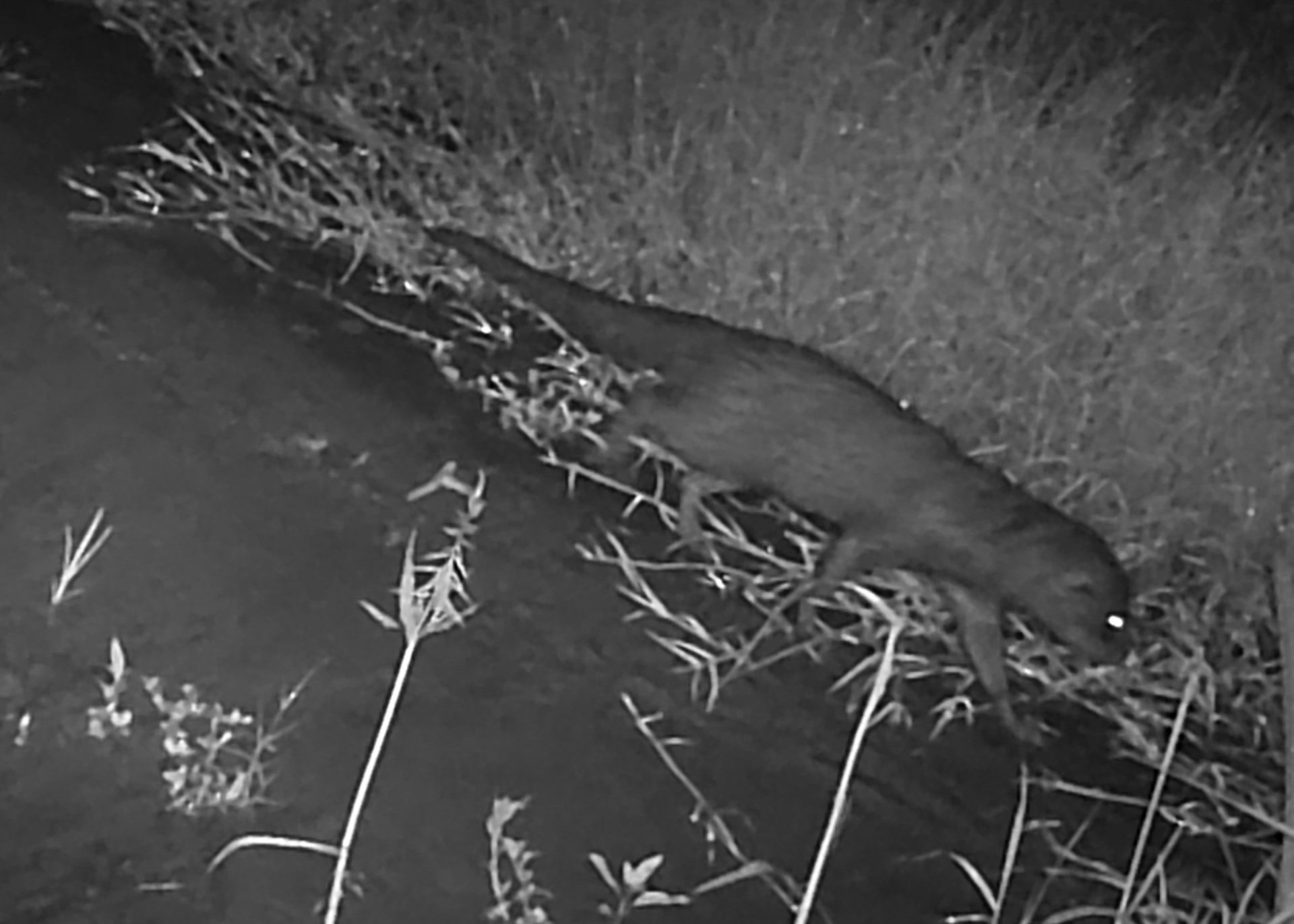 F 2.4, 1/60, ISO 800 | Trail Camera
