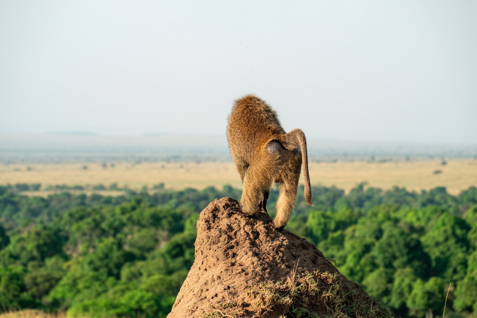Above: Taking in the view — and giving us one too