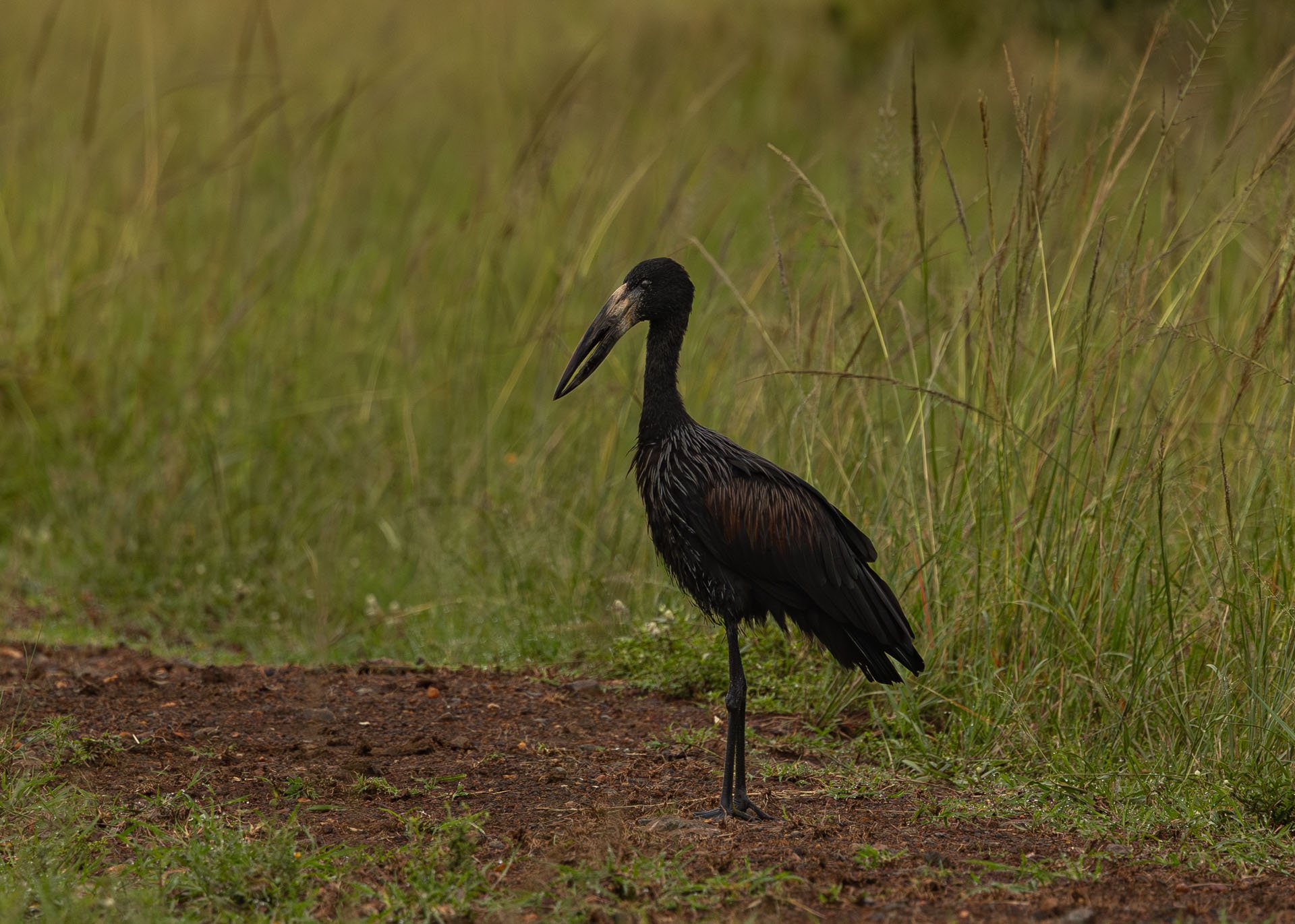 F7.1, 1/1000, ISO1000 | Arnold Omondi 