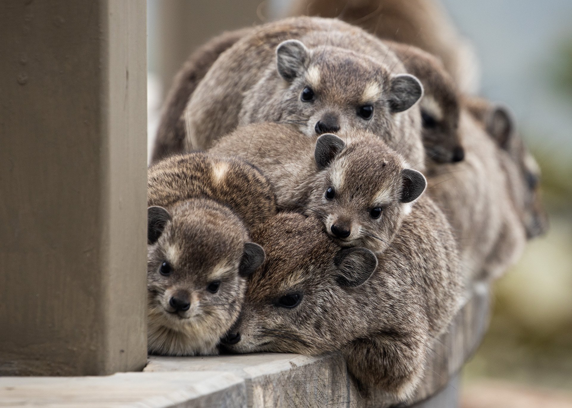 Cute, cunning, and heavier than they look—these rock hyraxes met their match. Round one to the engineers