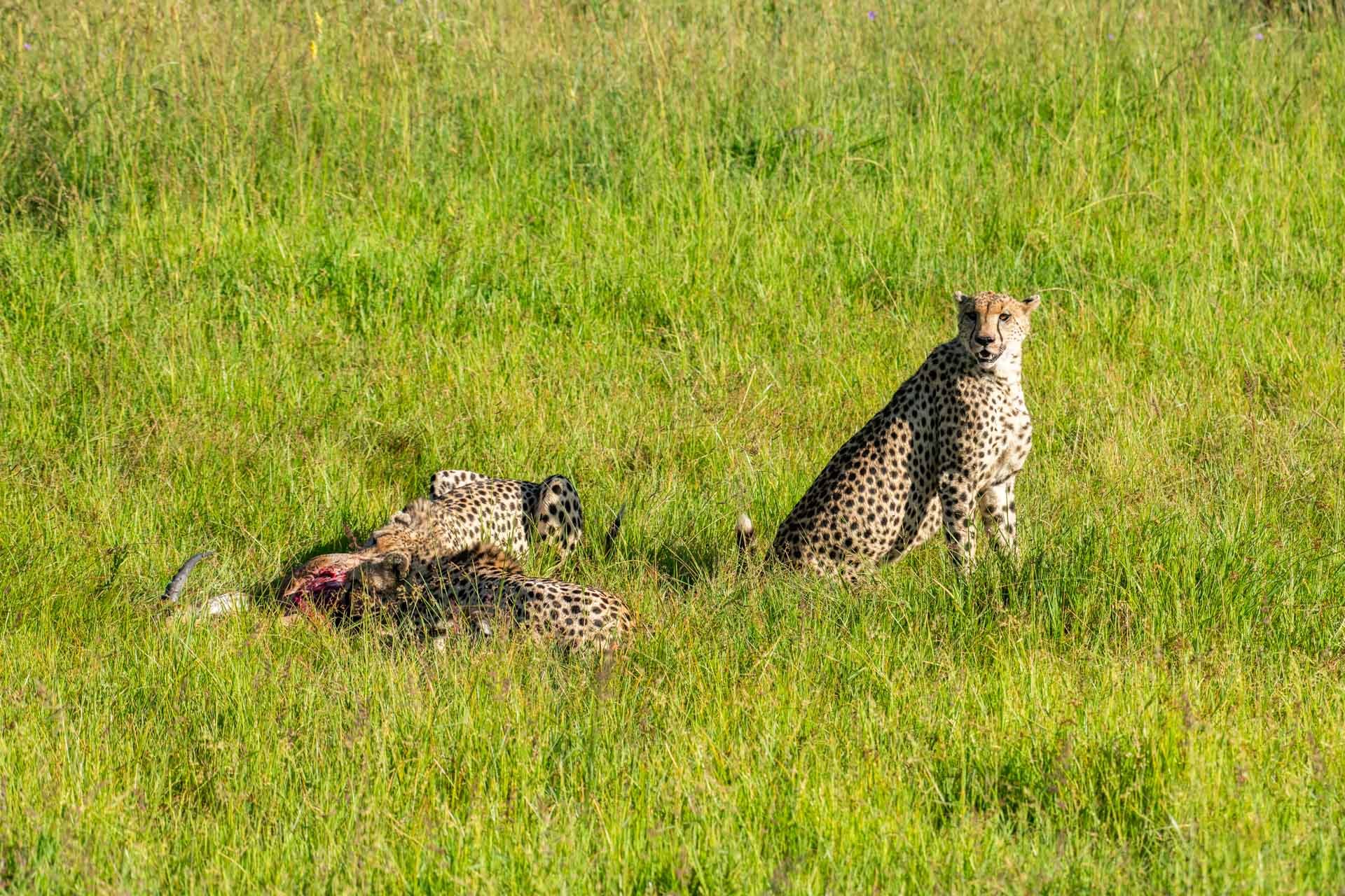 Cheetahs must eat quickly and strategically to avoid losing their kill to lions and scavengers