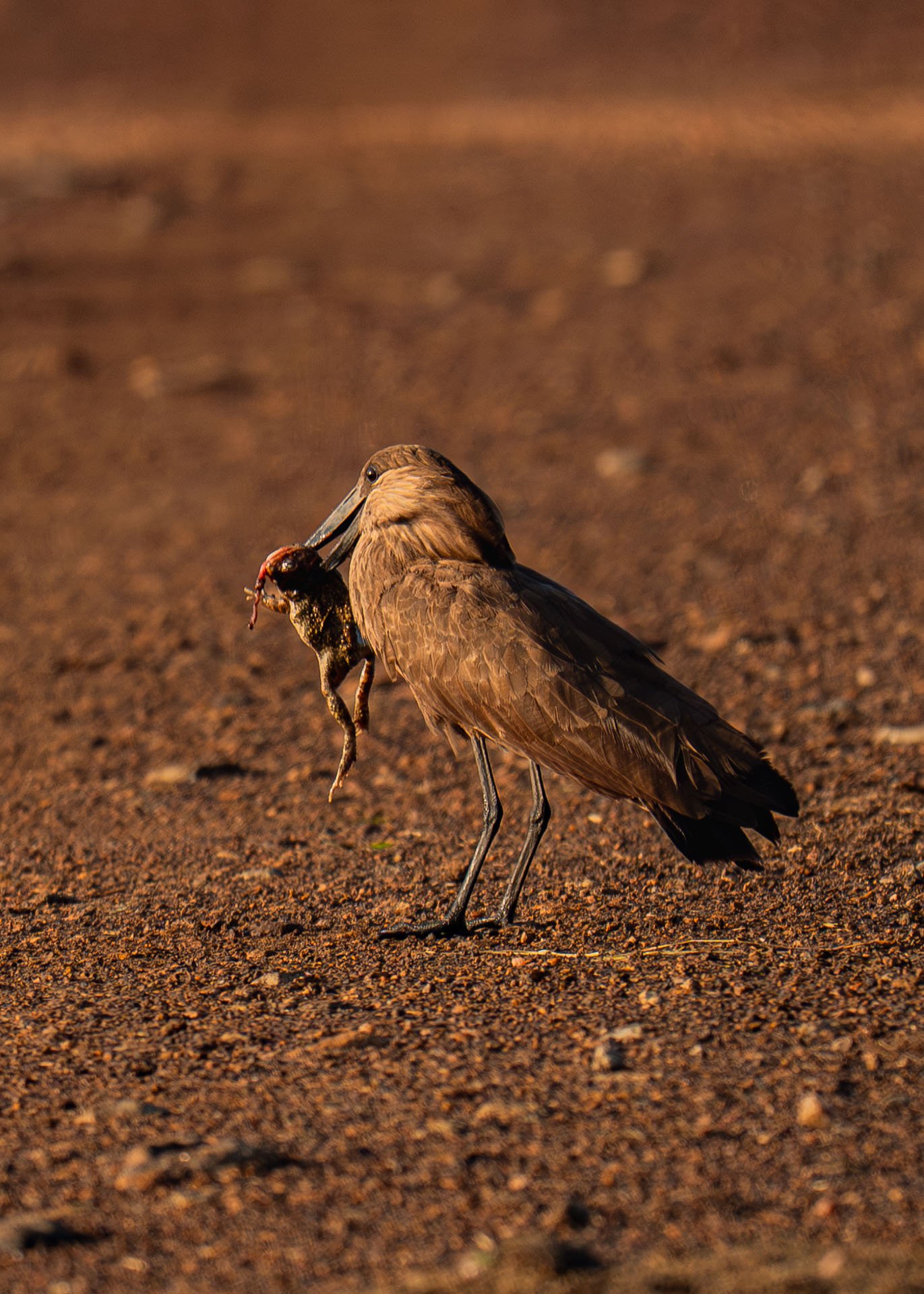 F8.0, 1/800, ISO500 | Arnold Omondi 