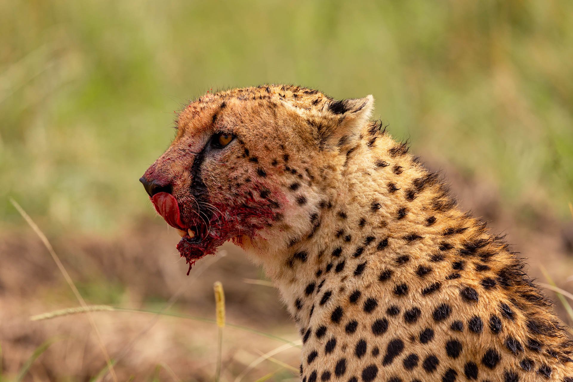 F7.1, 1/800, ISO250 | Sammy Njoroge 