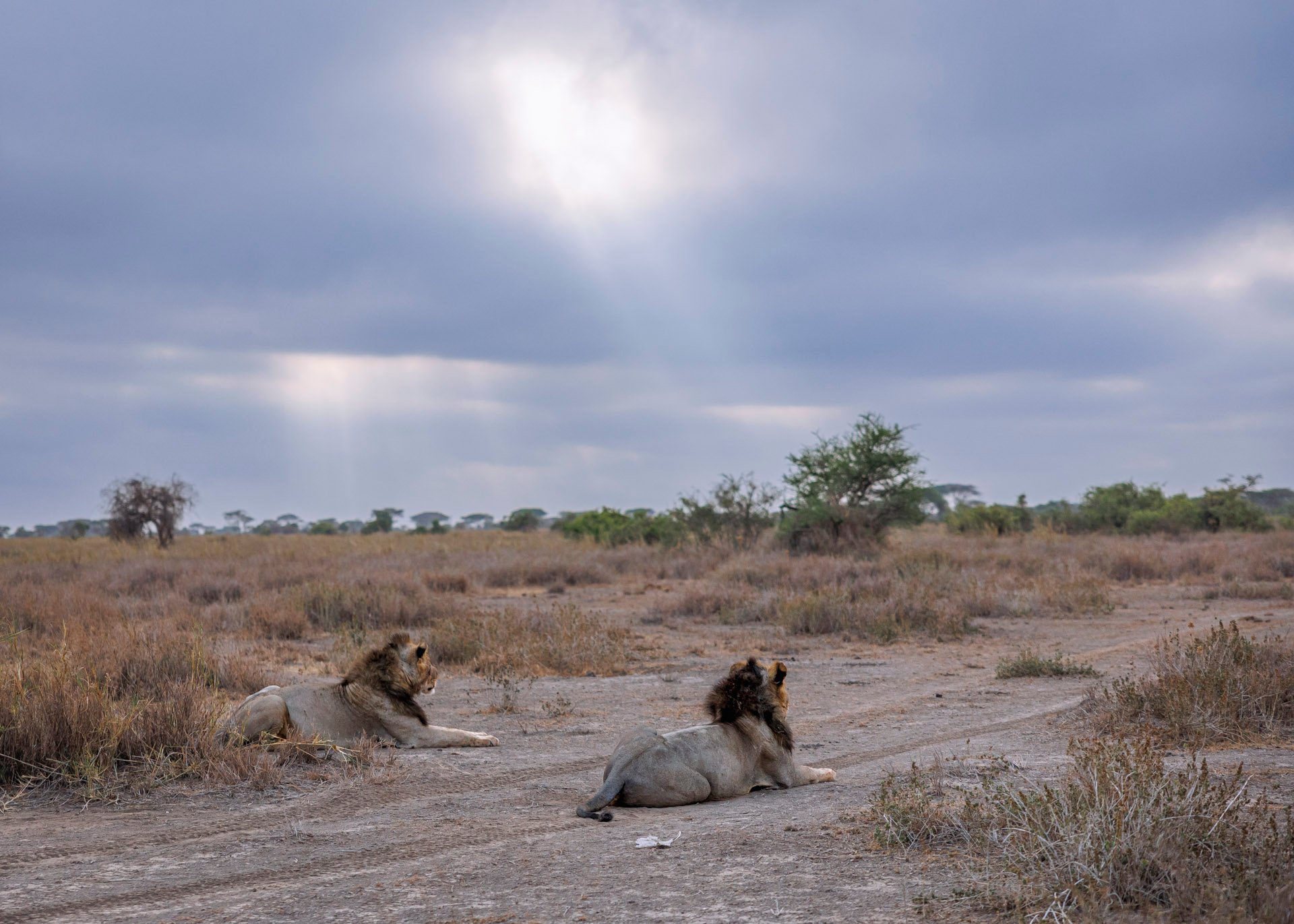 Amboseli’s shifting skies change the light drastically throughout the day