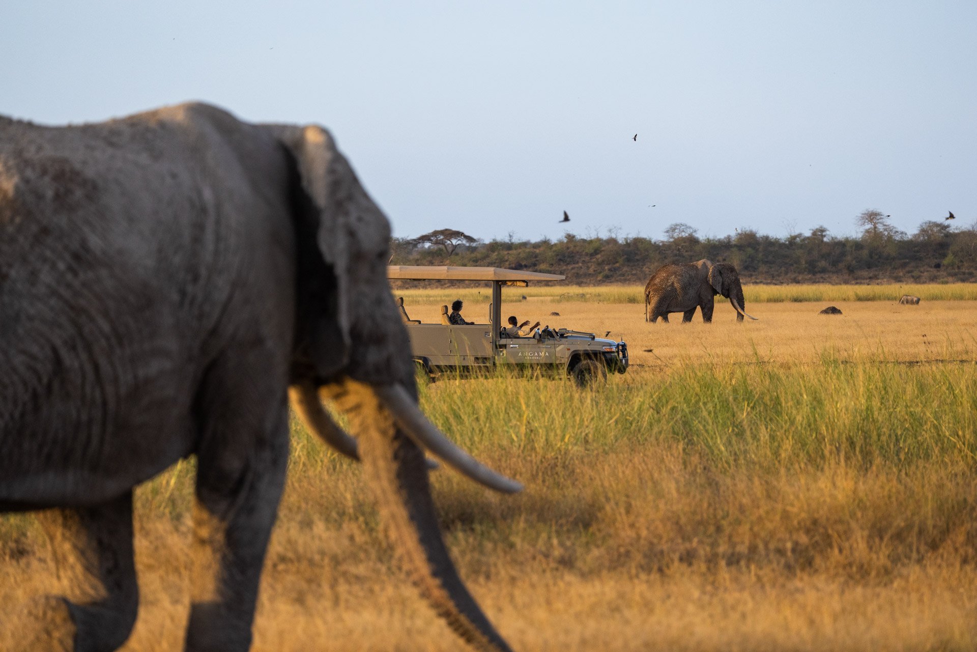 Game Drive on Safari in Amboseli Angama Luxury Safari Lodge