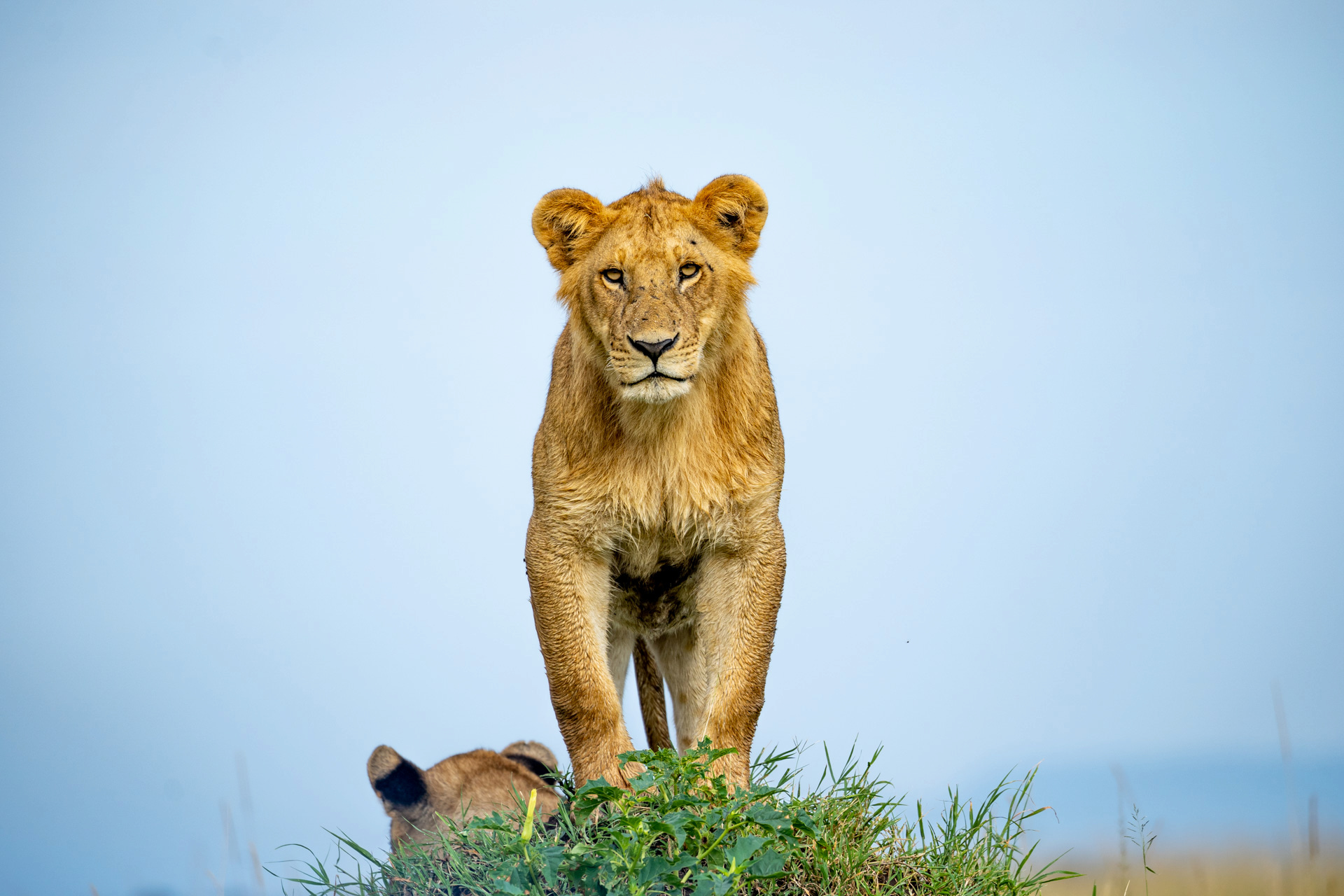 A low angle can make any cub look like a king