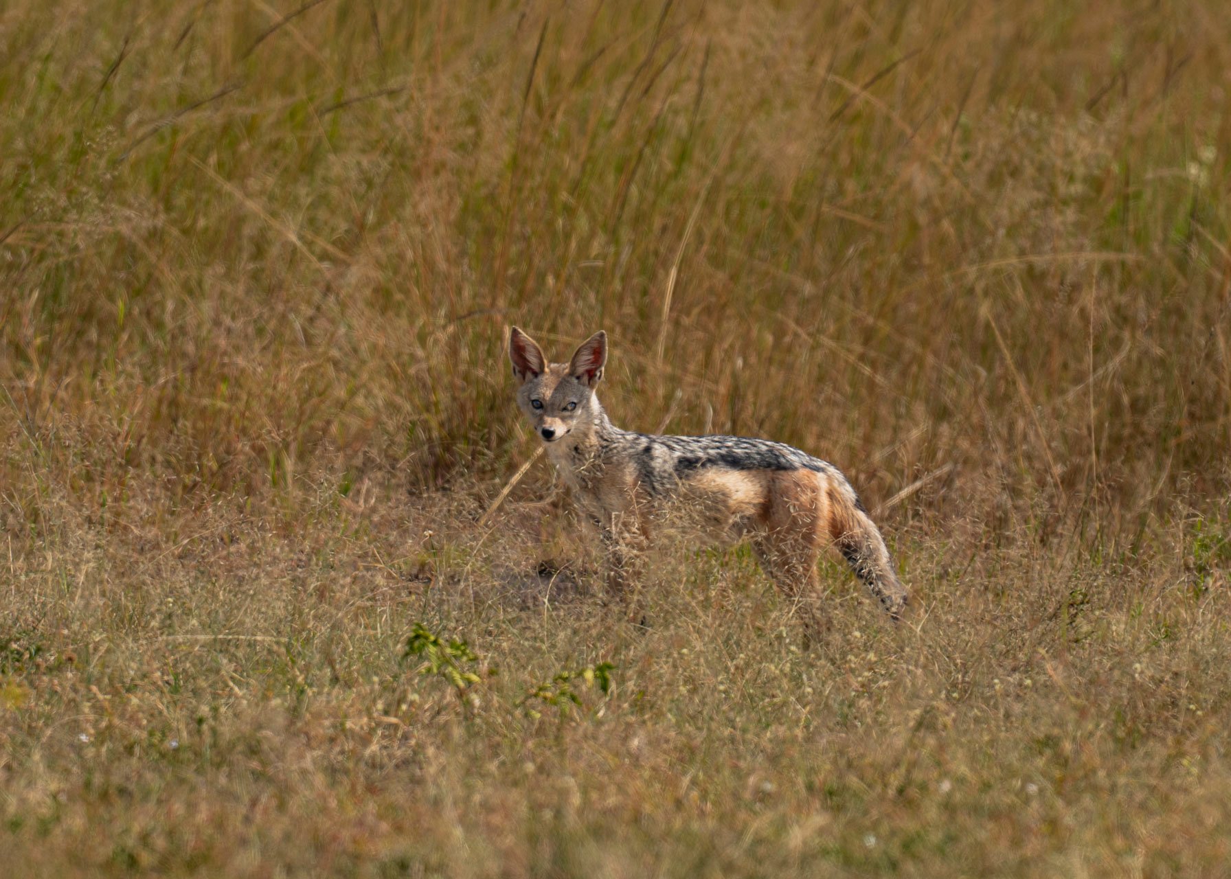 F6.0, 1/1000, ISO250 | Arnold Omondi 