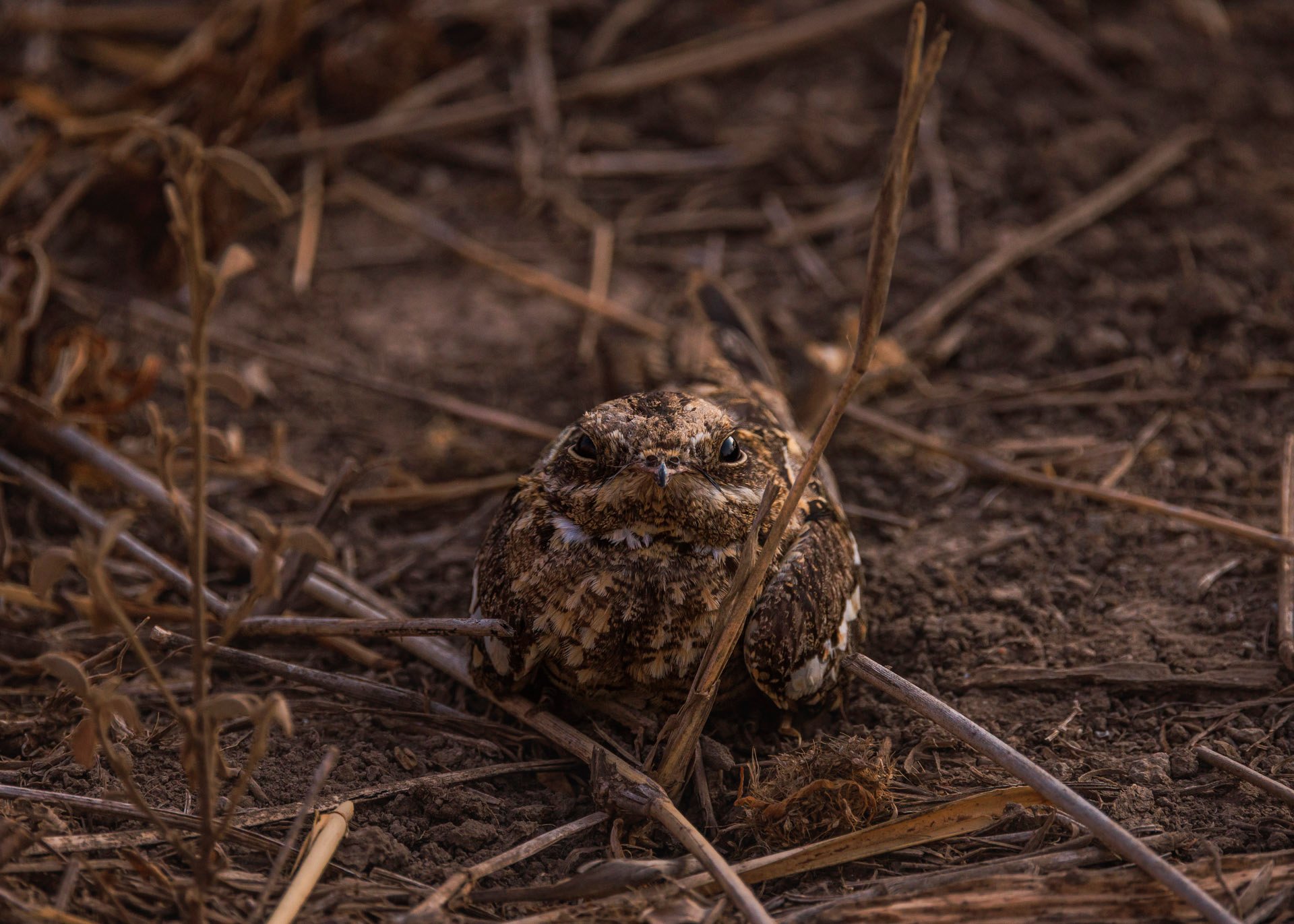 F7.1, 1/1600, ISO500 | Rio Marvin 