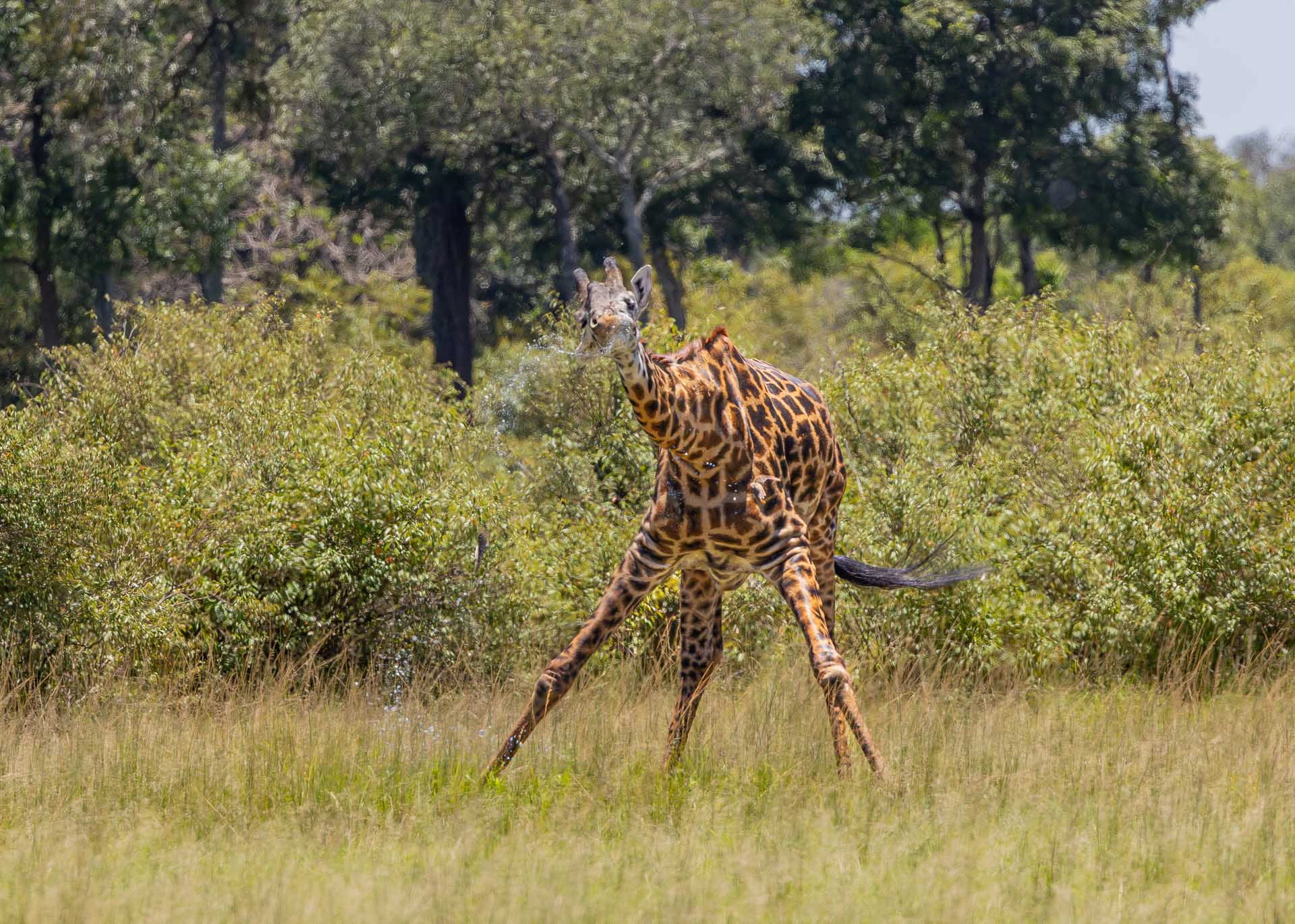 F 7.1, 1/2000, 1SO 1250 | Joseph Njenga