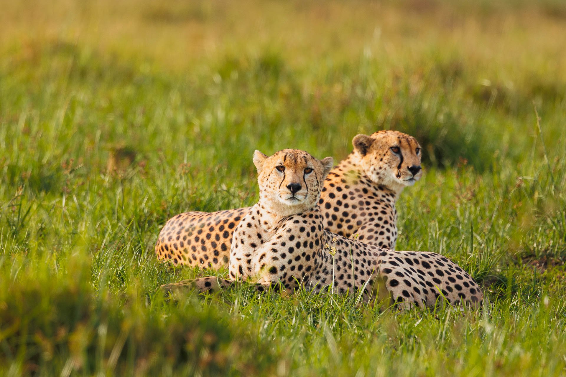 F7.1, 1/1000, ISO800 | Arnold Omondi 