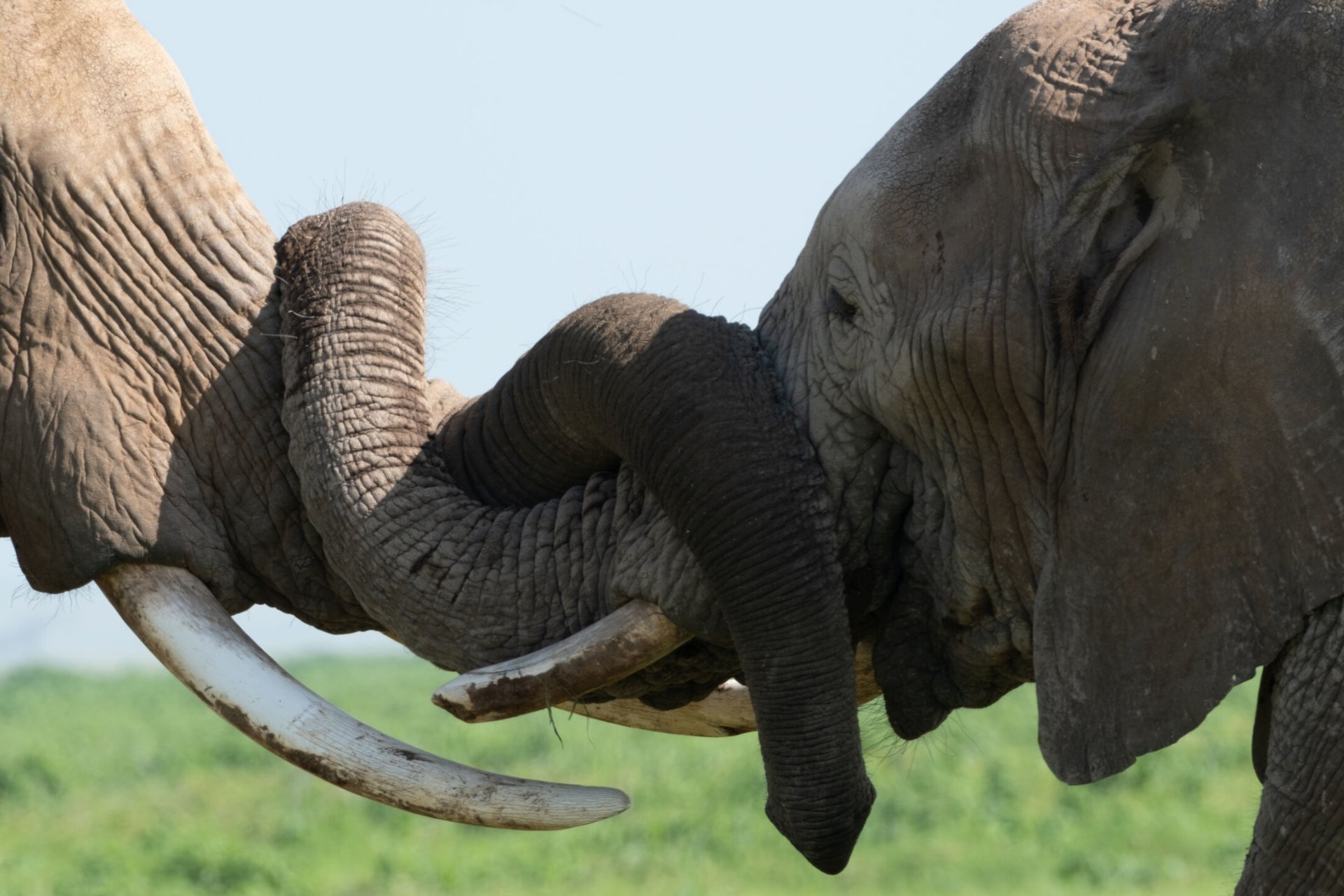 Elephants greeting each other, a gesture to reassure and strengthen social bonds