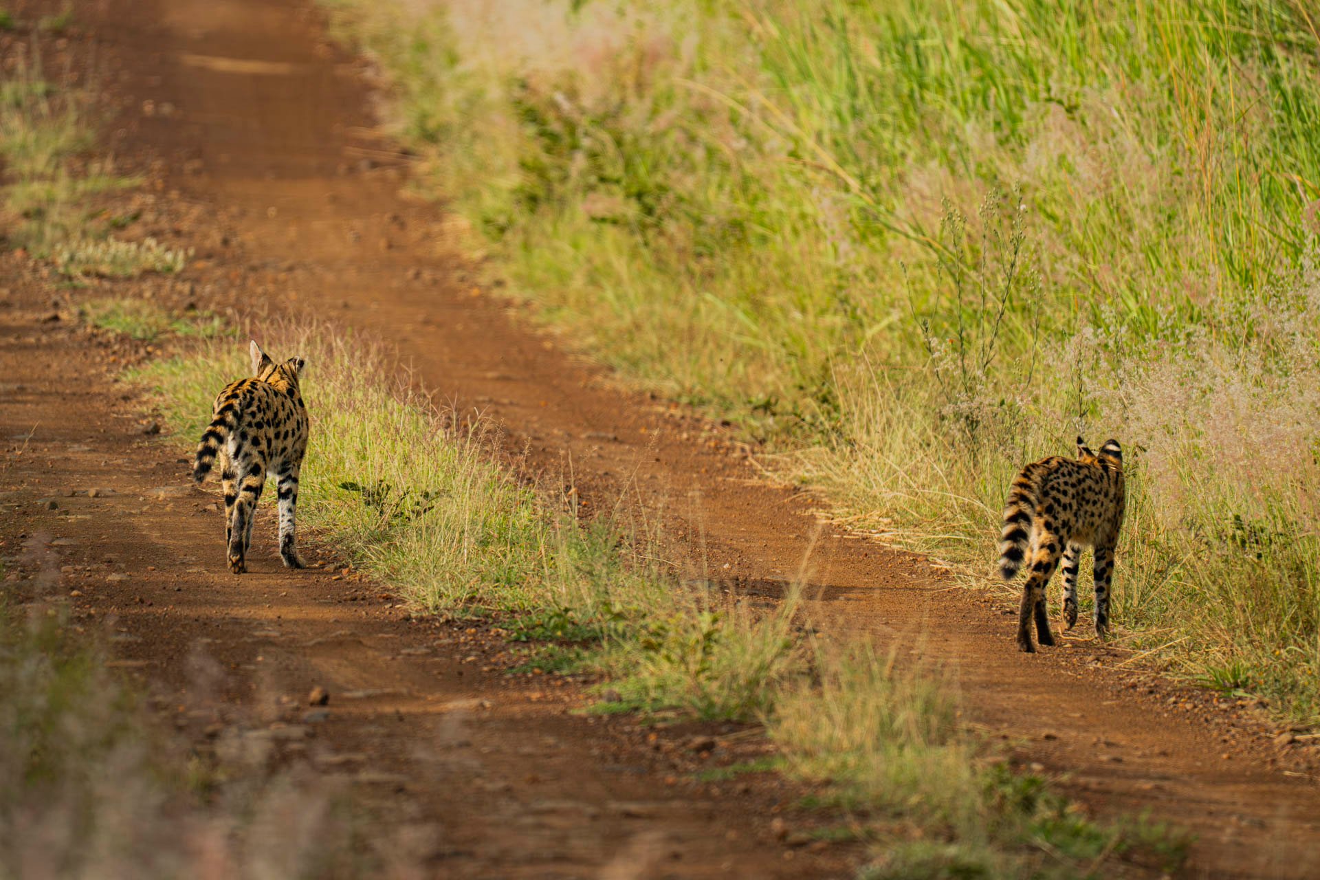 F6.3, 1/1600, ISO640 | Arnold Omondi 