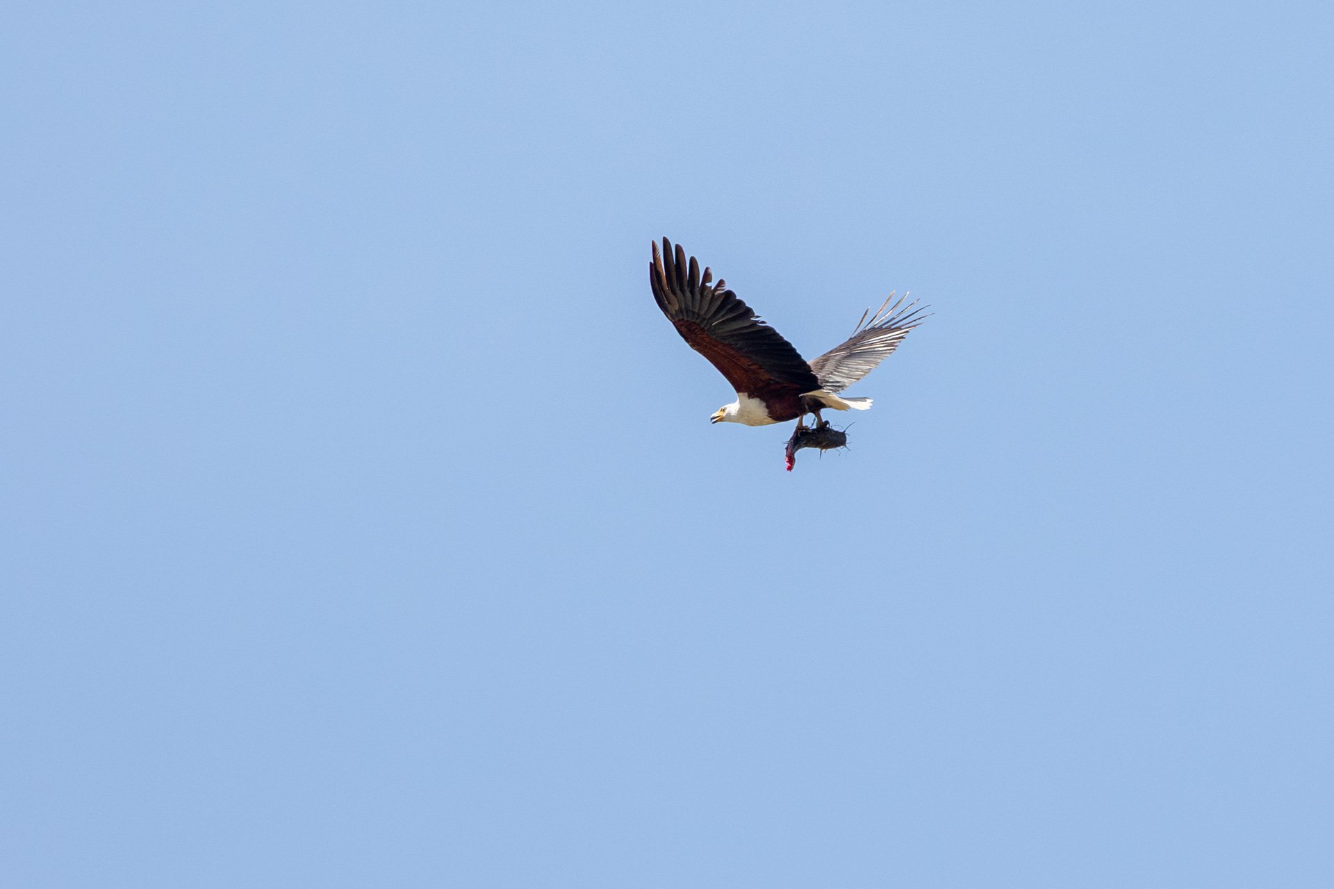 F 8, 1/2500, ISO 800 | Sammy Njoroge 