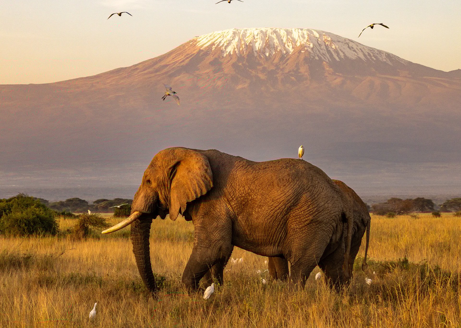 At Angama Amboseli, Super Tusker sightings are part of the welcome committee