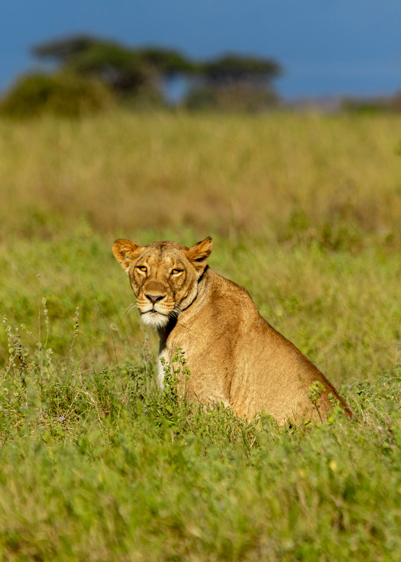 F 7.1, 1/1000, ISO 200 | Guide Johnson Salash 