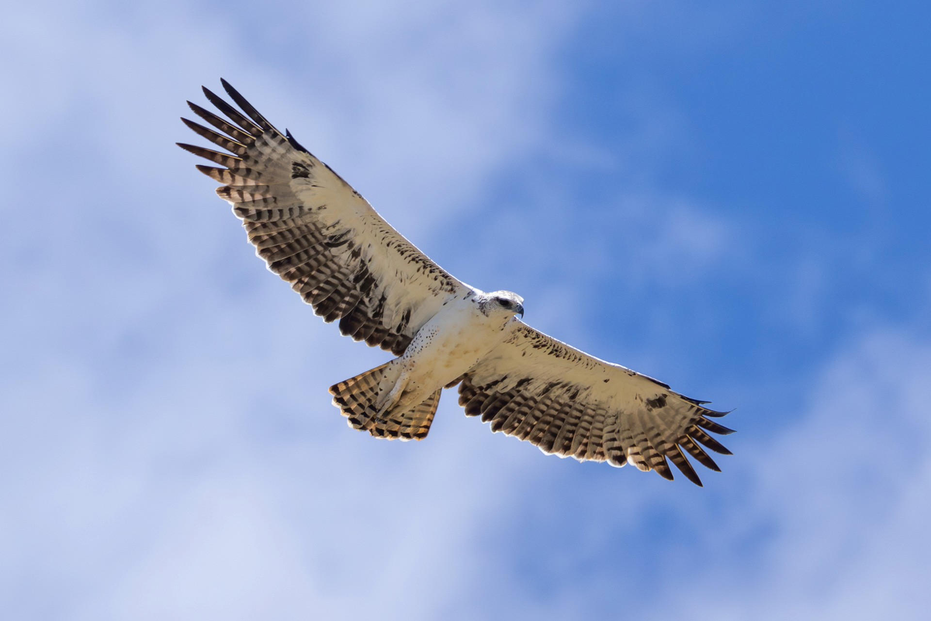 Above: A young 'lion of the sky'