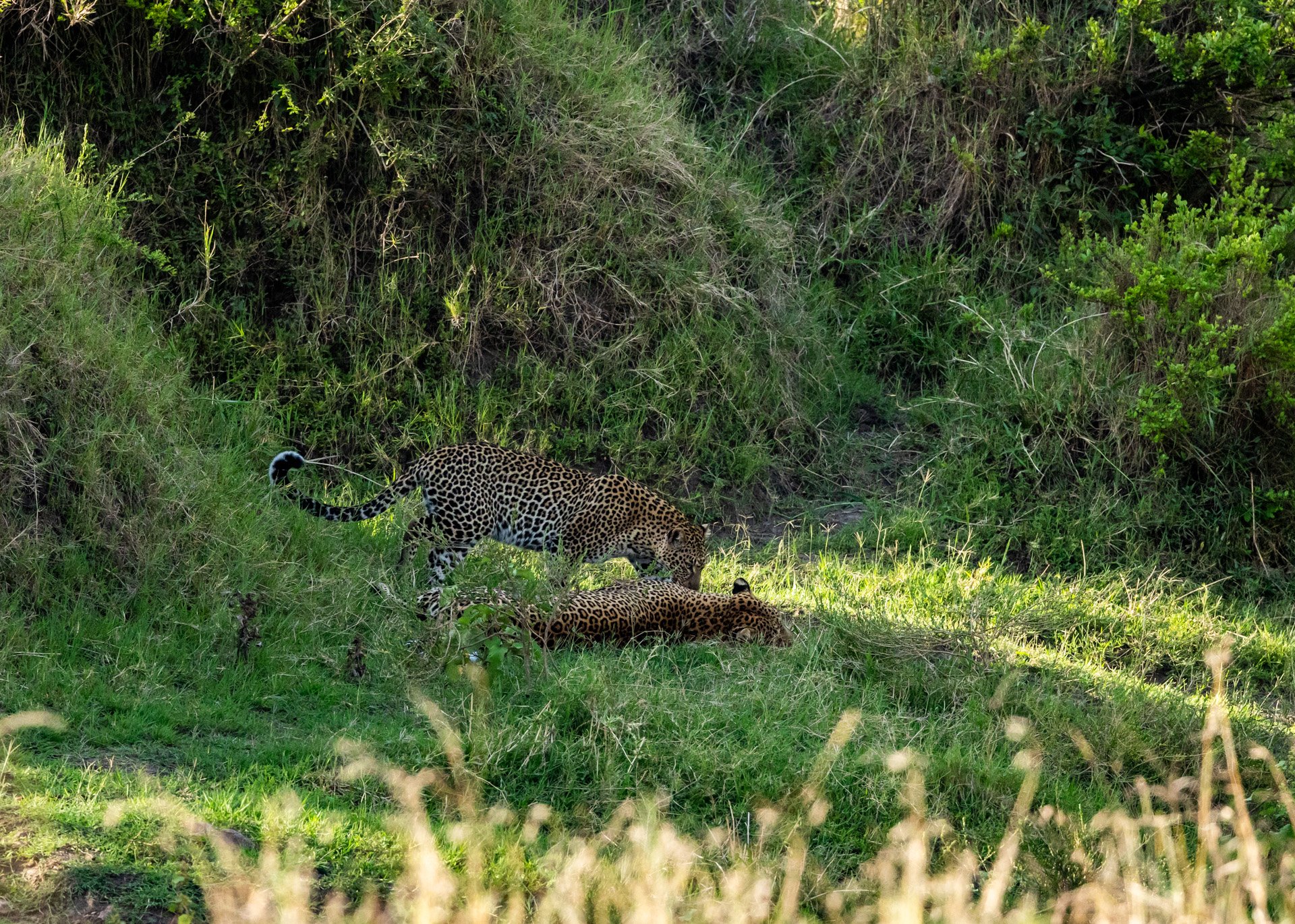 F 8, 1/2500, ISO 3200 | Robert Sayialel