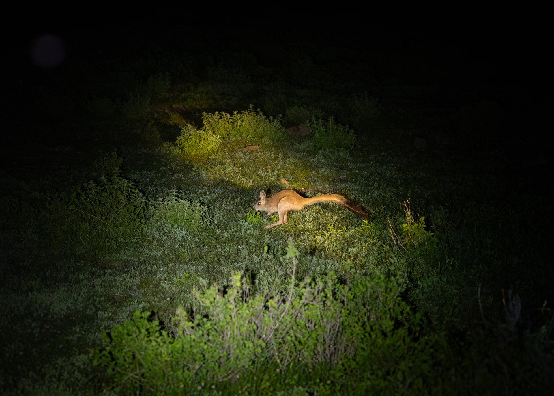Above: A spring hare bounds away into the night 