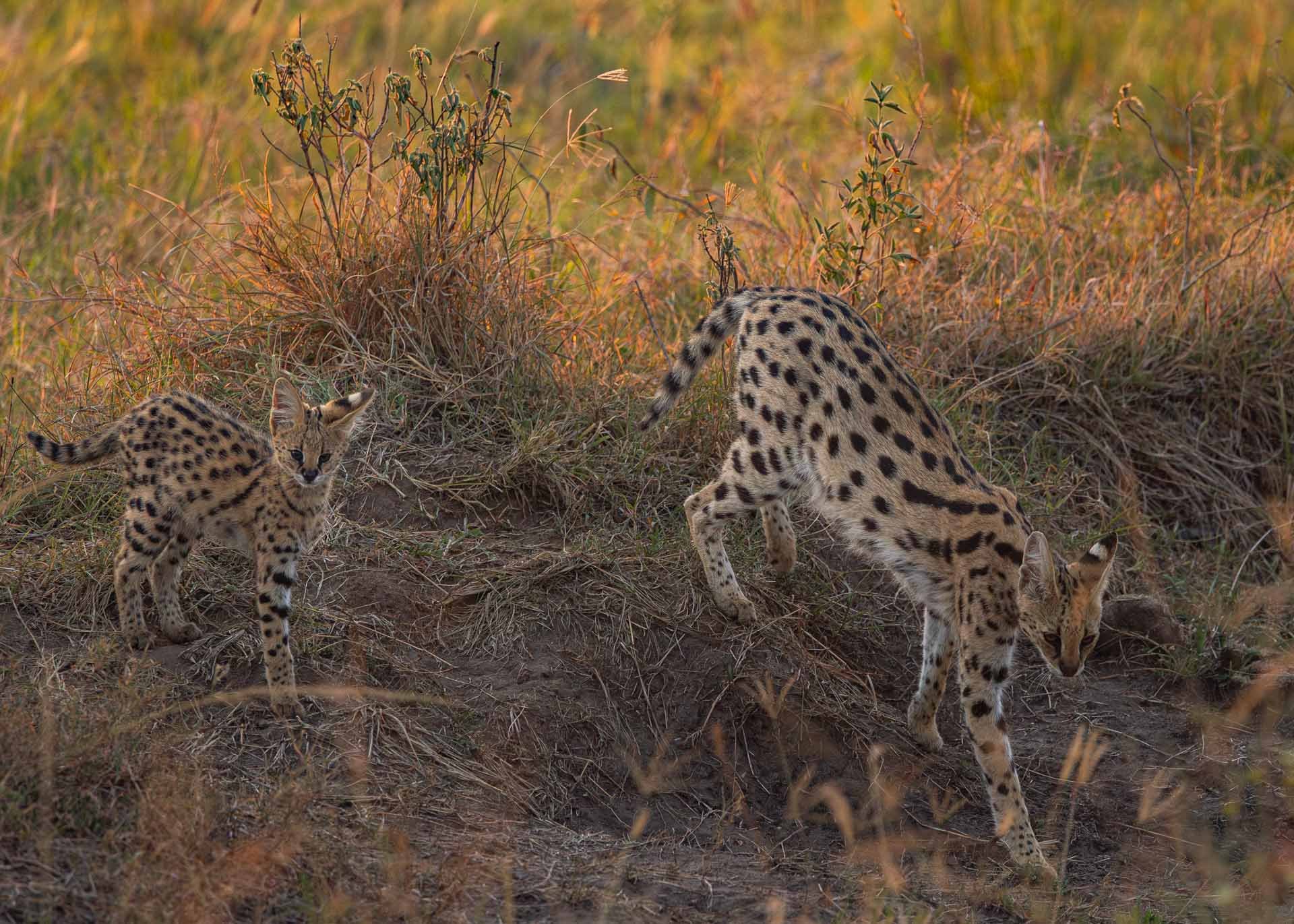 F7.1, 1/800, ISO1250 | Arnold Omondi 