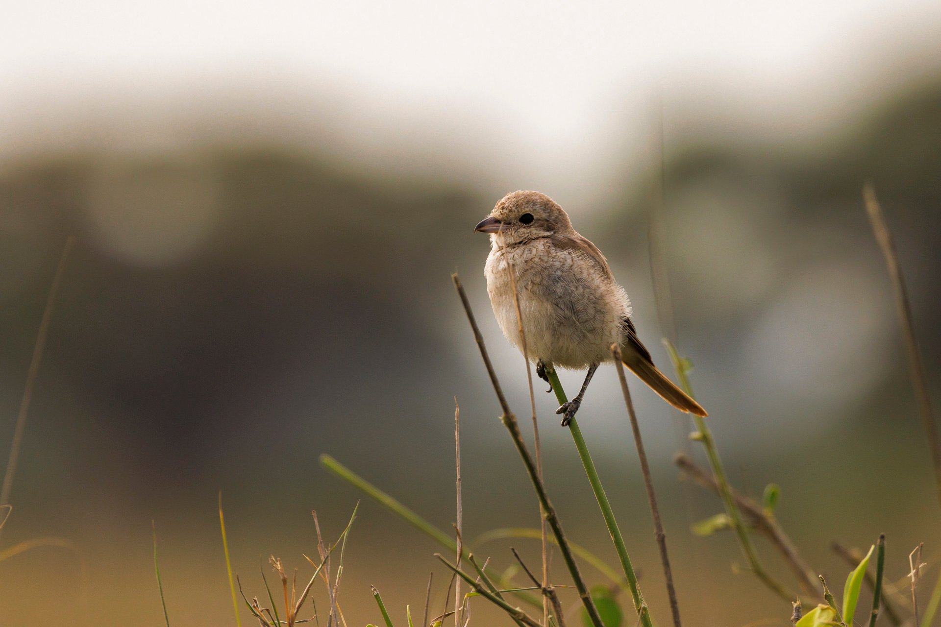 F8.0, 1/500, ISO320 | Jay Supeyo 