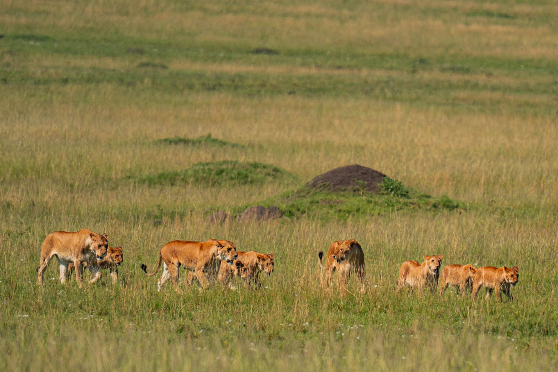 F6.3, 1/1250, ISO160 | Arnold Omondi 