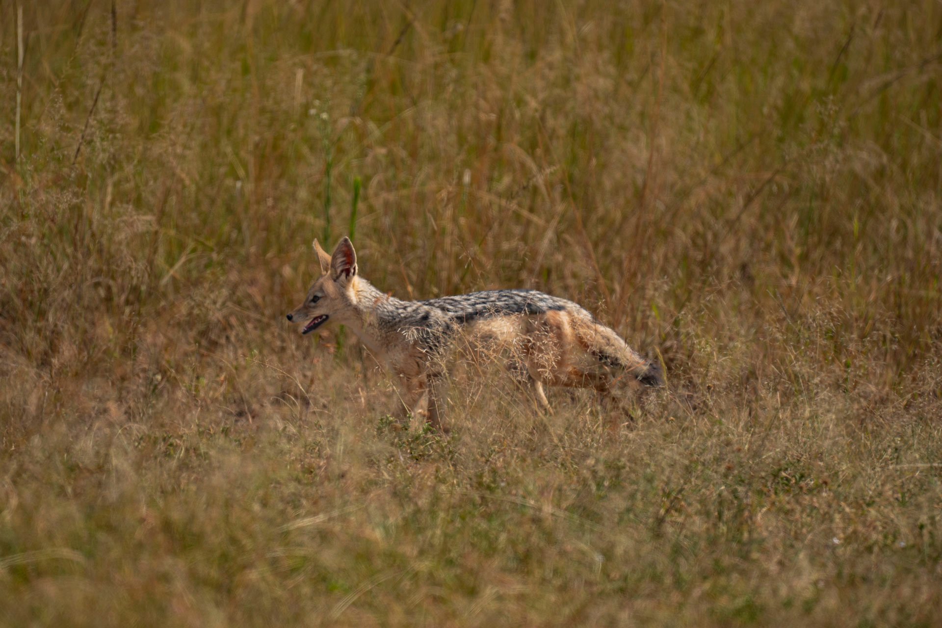 F6.3, 1/1000, ISO250 | Arnold Omondi 