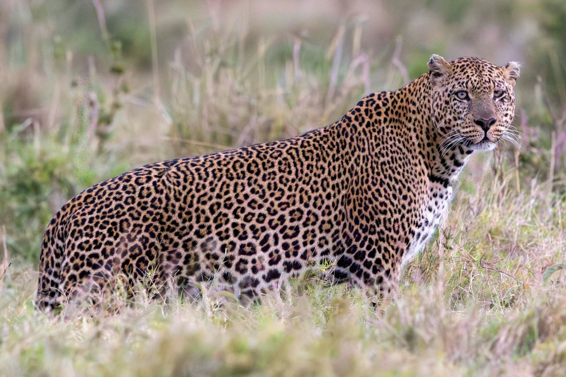 F7.1, 1/250, ISO5000 | Guest Andrew Doggett 