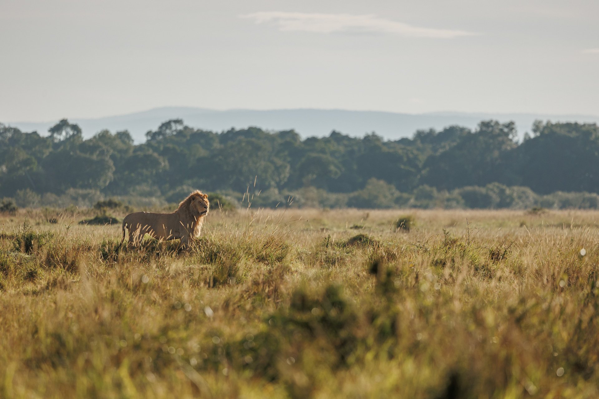 Above: 'Everything the light touches is our kingdom'