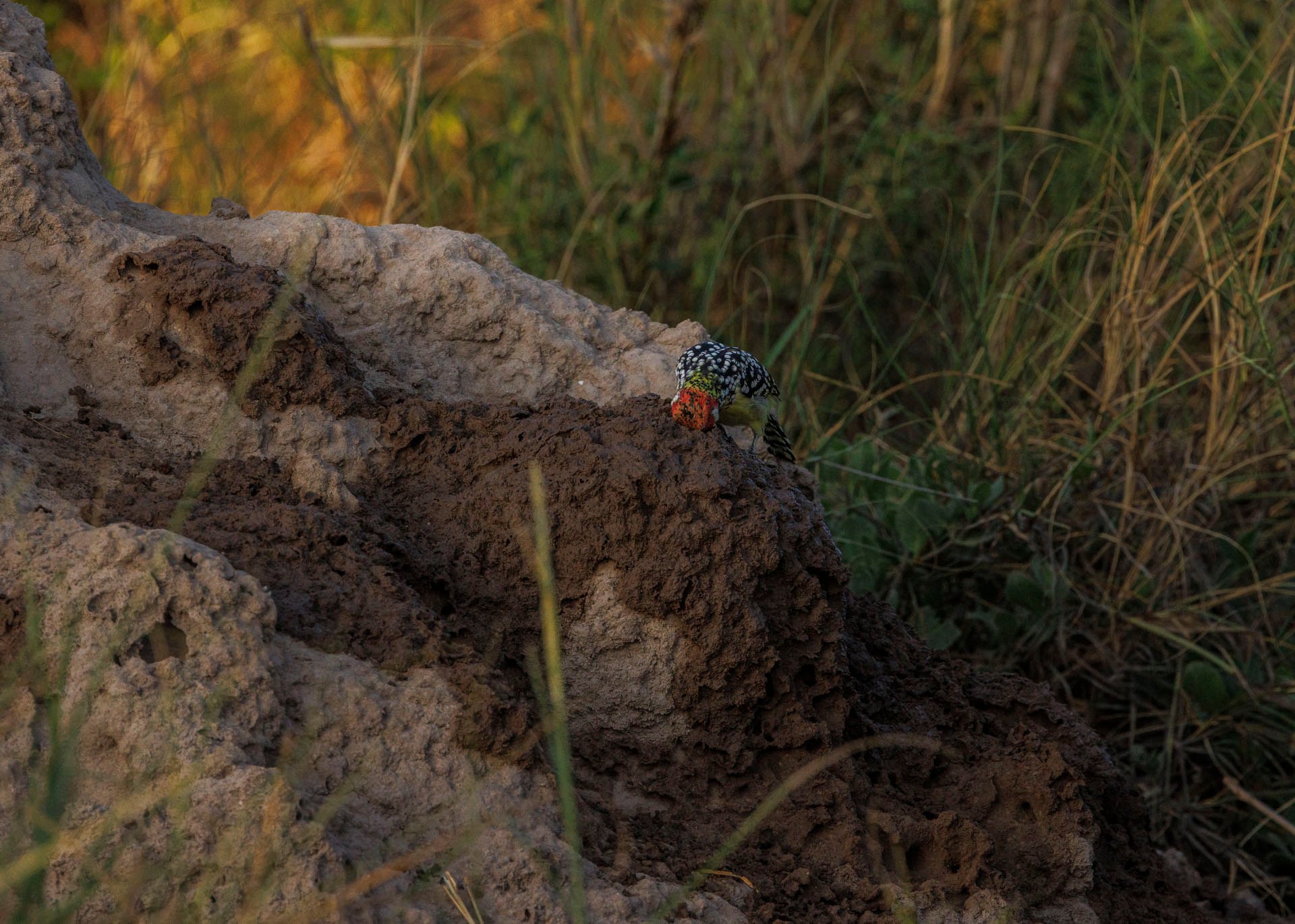 F9.0, 1/1600, ISO800 | Marvin Mwarangu
