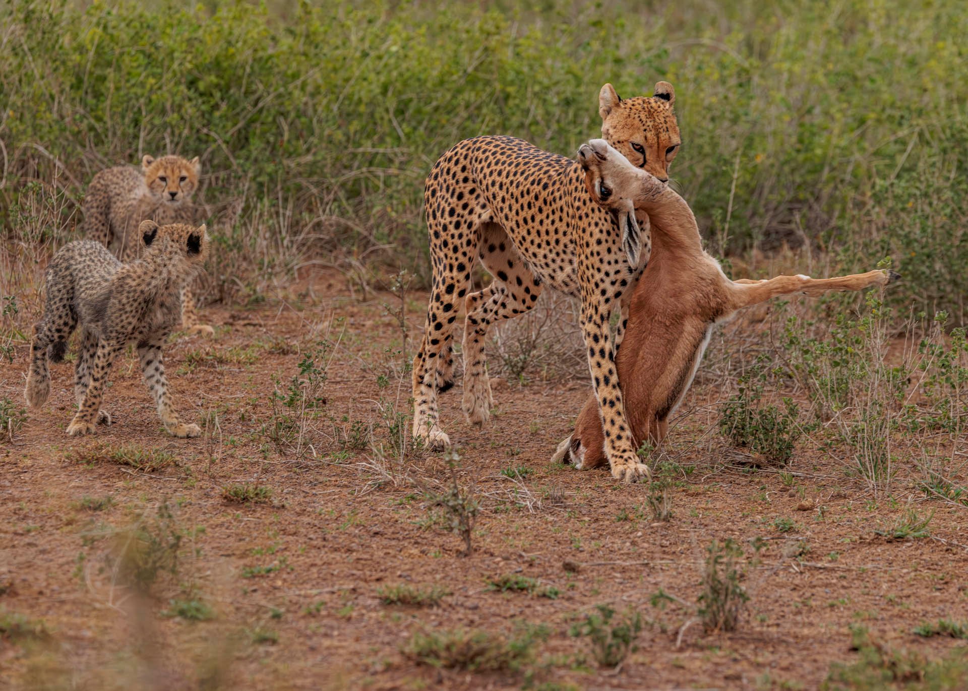 F8.0, 1/1250, ISO1000 | Marvin Mwarangu 