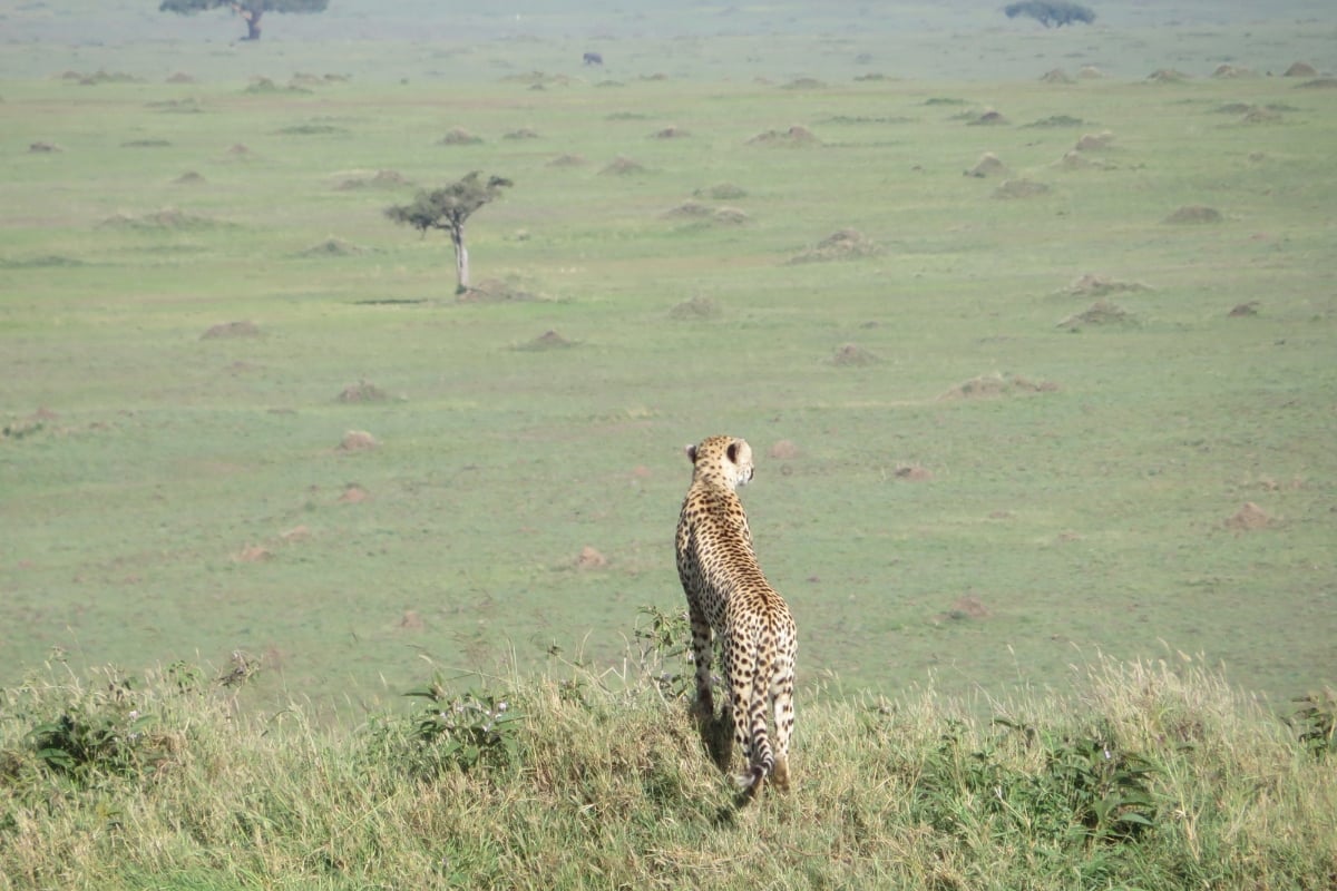 A cheetah spotting where our picnic spot should be