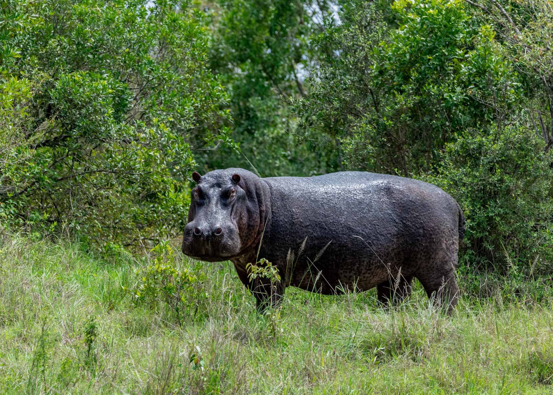 The hippos are also looking more plump (if that's possible) 