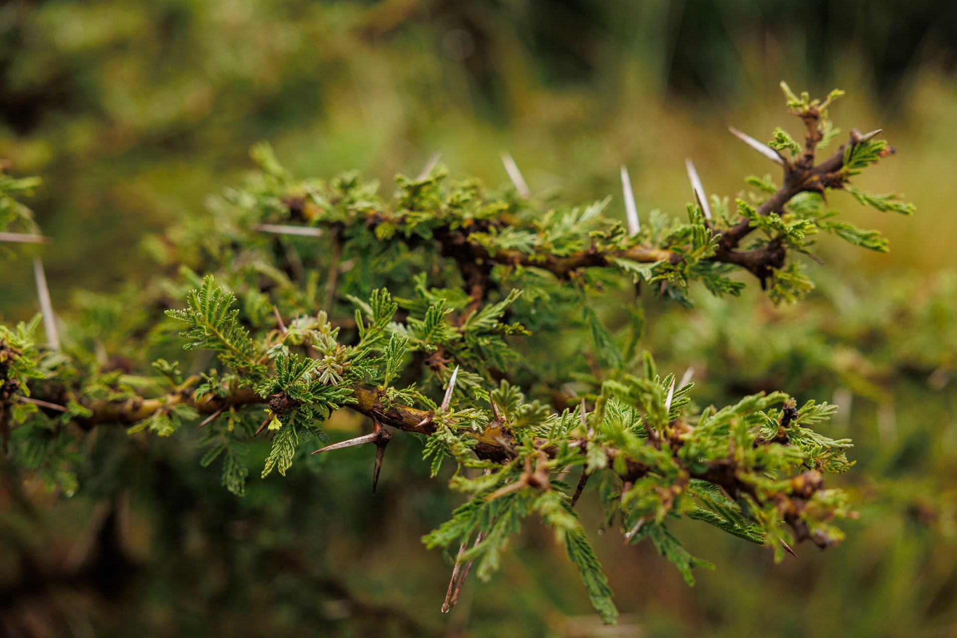 Even the thorns have a purpose